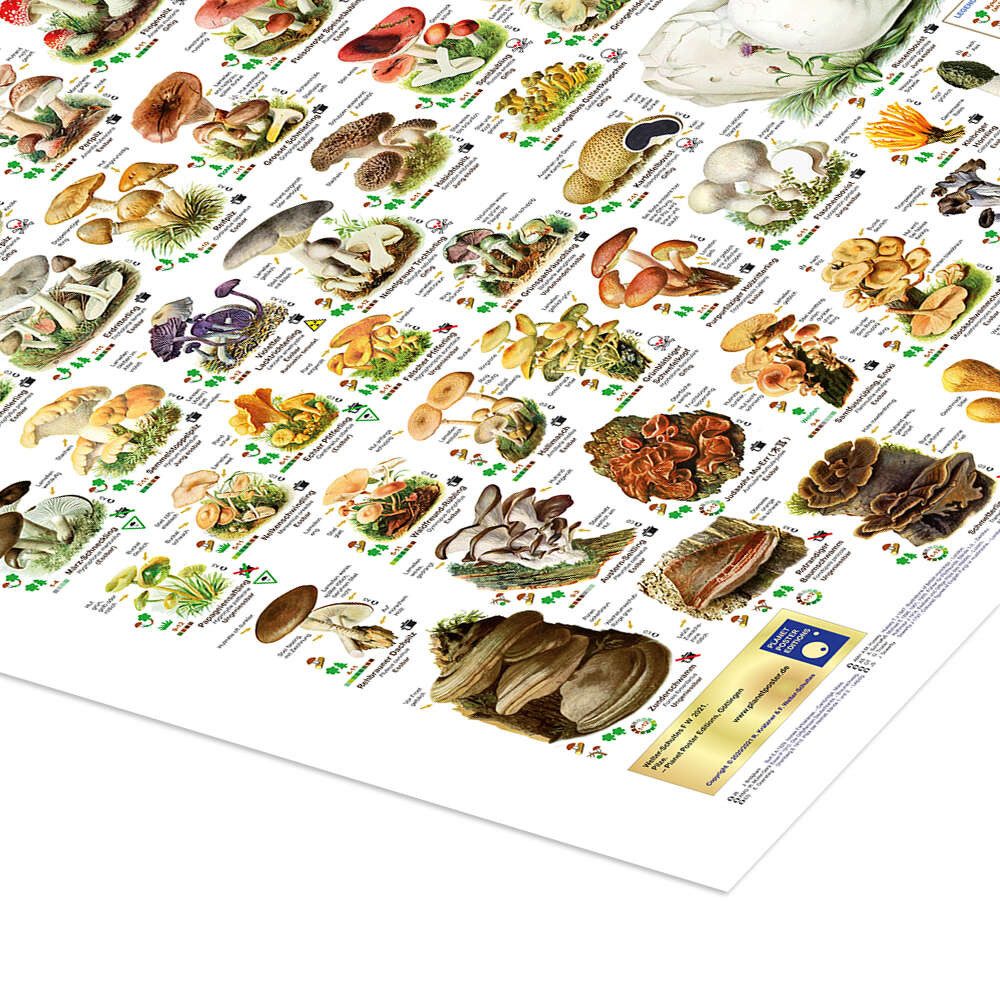 Posterlounge Wandbild Pilze, Planet Poster Editions, erhältlich als Poster, Leinwandbild, Wandsticker oder Acrylglasbild