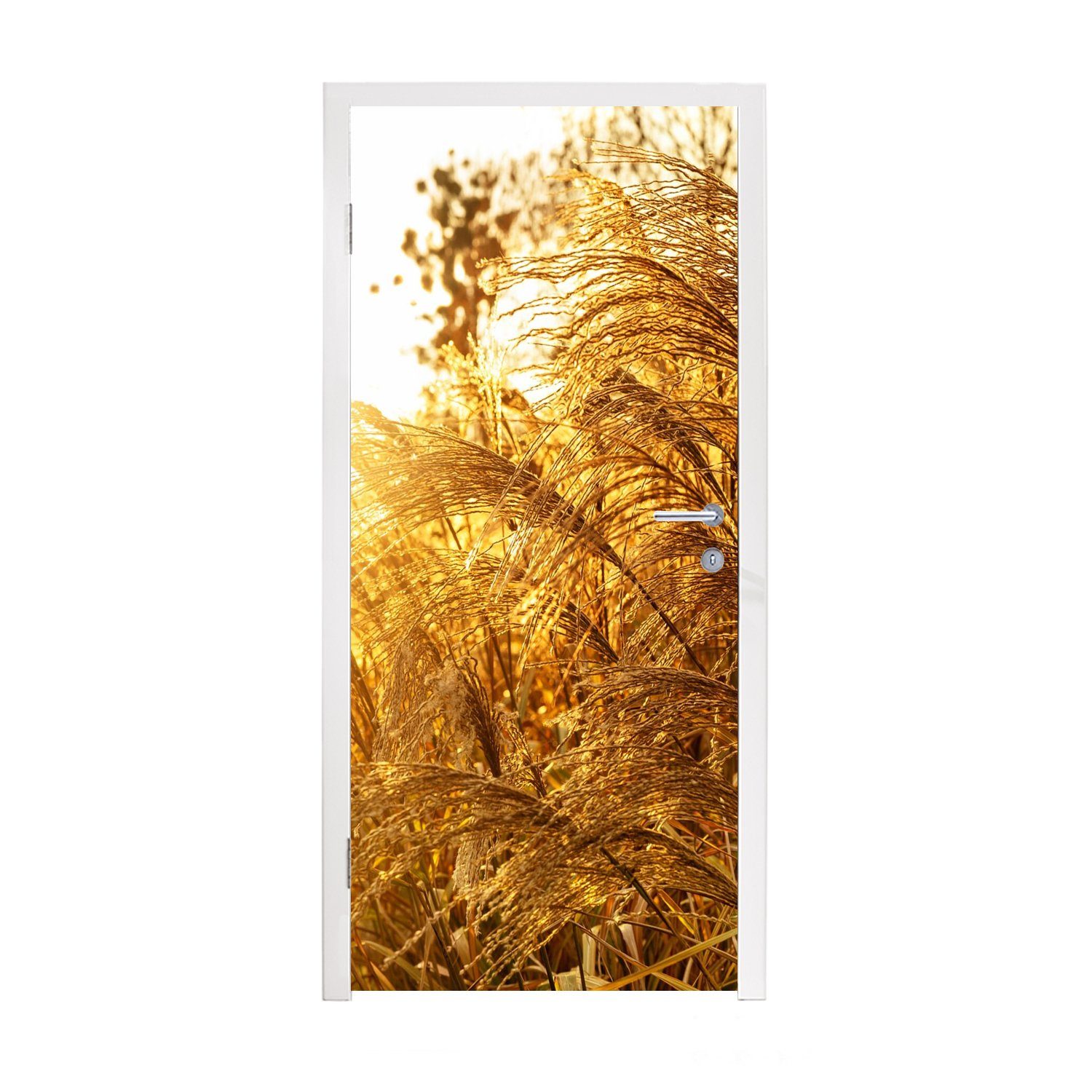 MuchoWow Türtapete Pampasgras - Sonne - Gras, Matt, bedruckt, (1 St), Fototapete für Tür, Türaufkleber, 75x205 cm