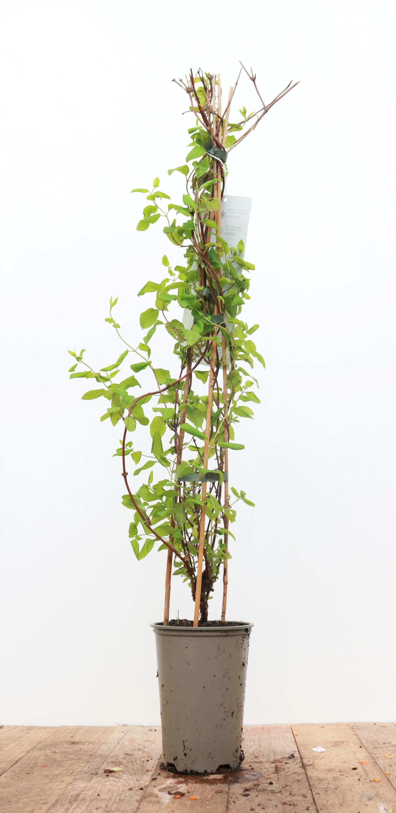 Pflanzen für Dich Kletterpflanze Lonicera japonica Halliana, 1 St., Japanisches Geißblatt, Halliana-Geißblatt, duftend, schnellwachsend