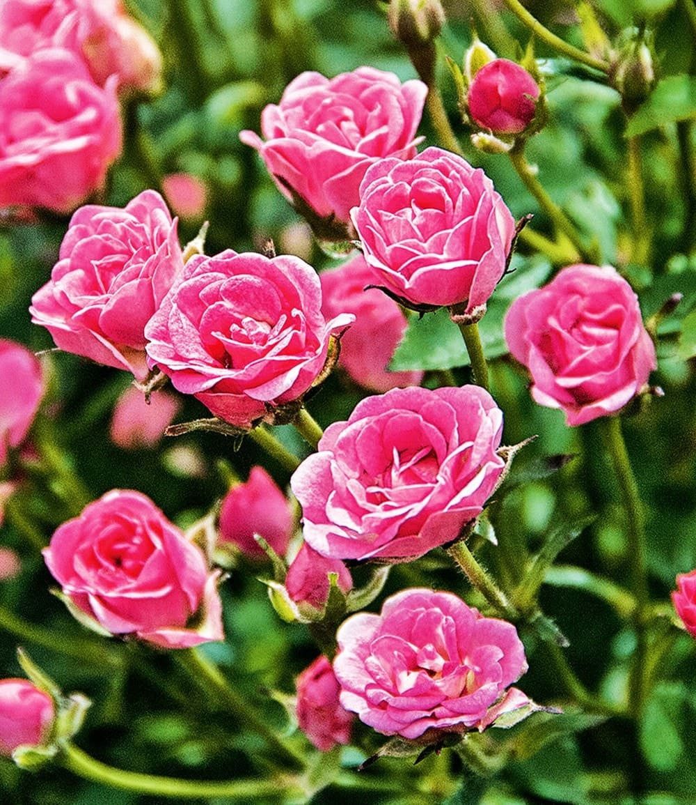 BALDUR Garten Rose Lilly Rose® 'Wonder5', 1 St., Gefüllt-blühend, winterhart, mehrjährig, pflegeleicht, robust