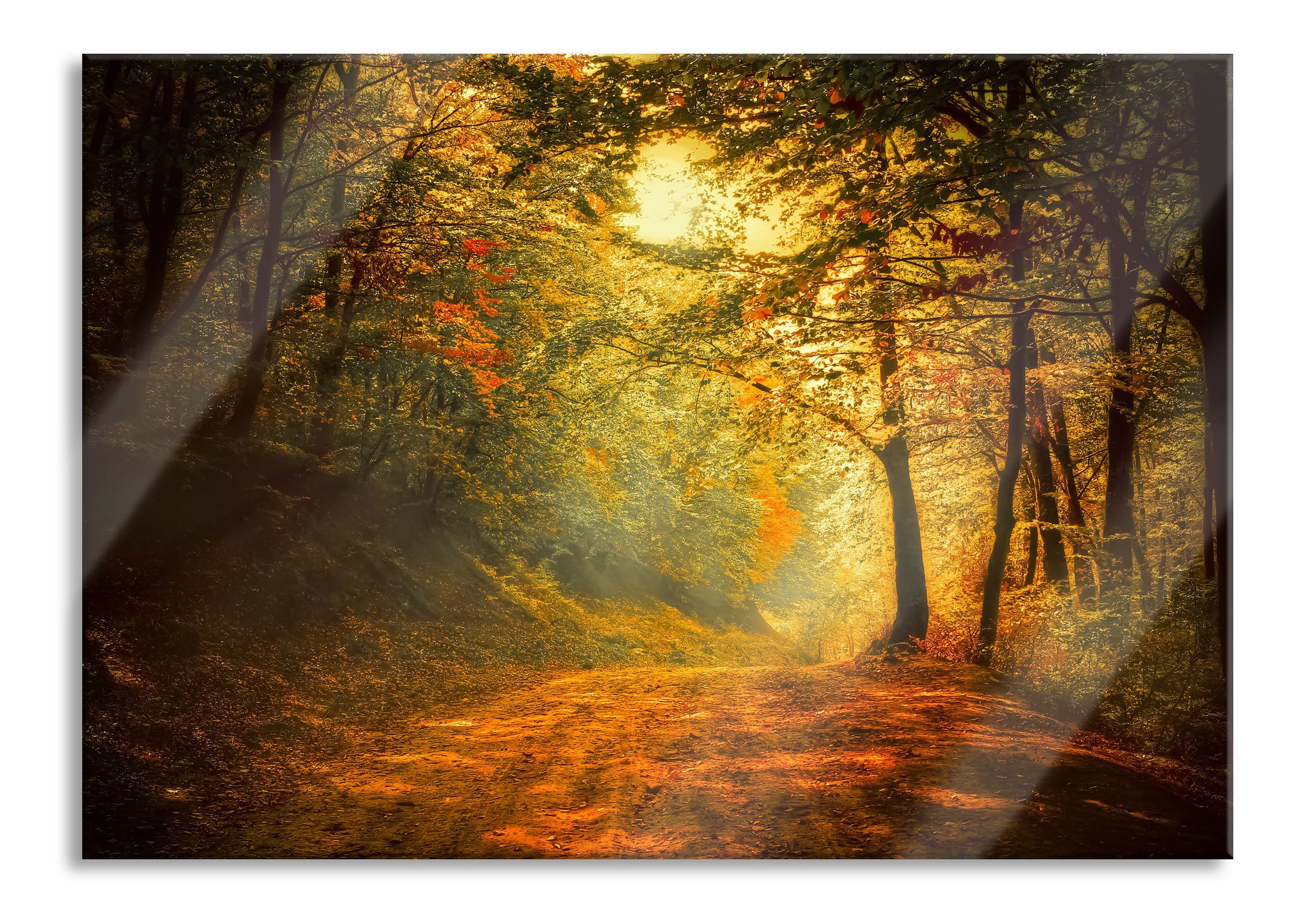 Glasbild Wald