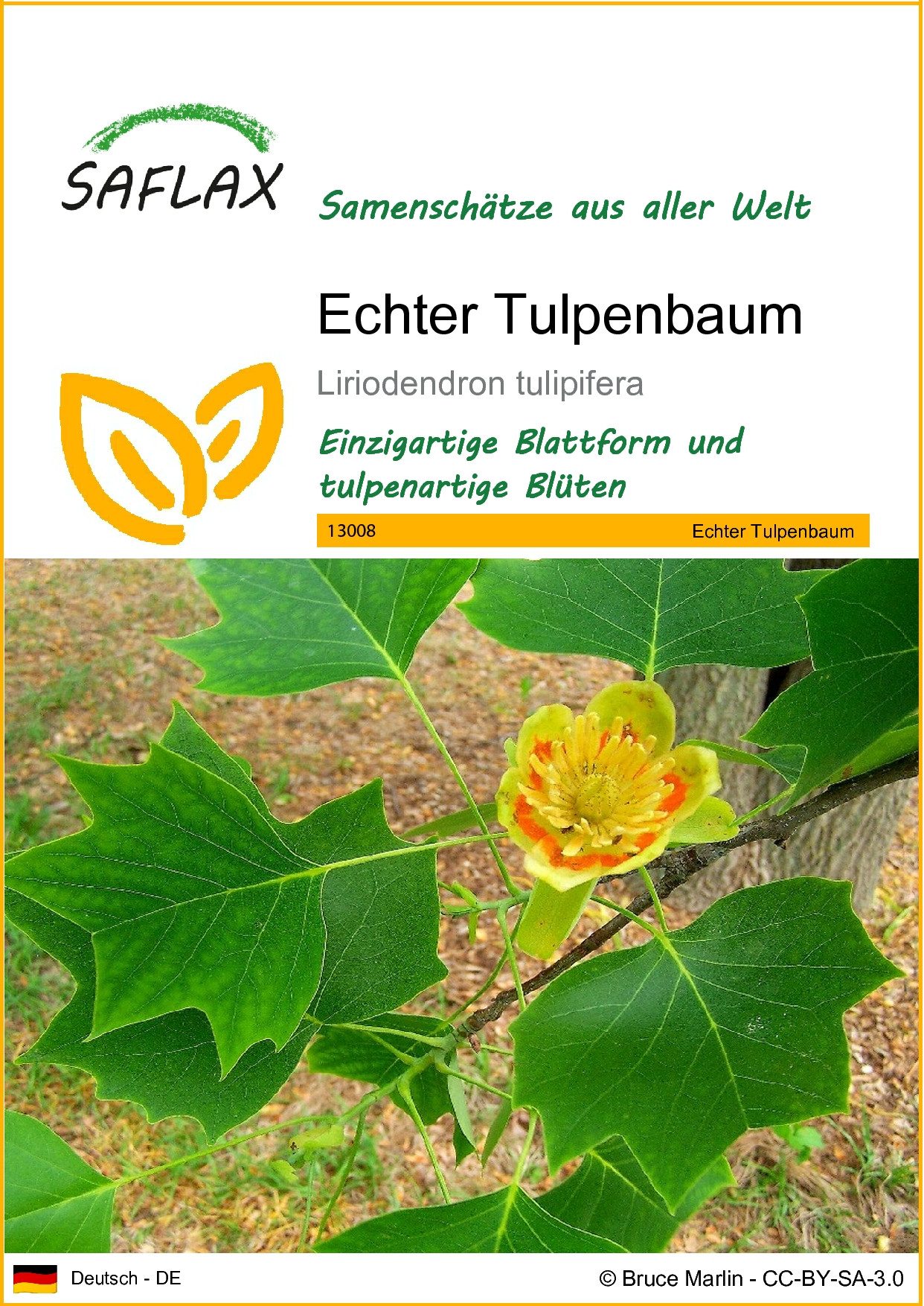 Blumensamen SAFLAX - Samen - Echter Tulpenbaum