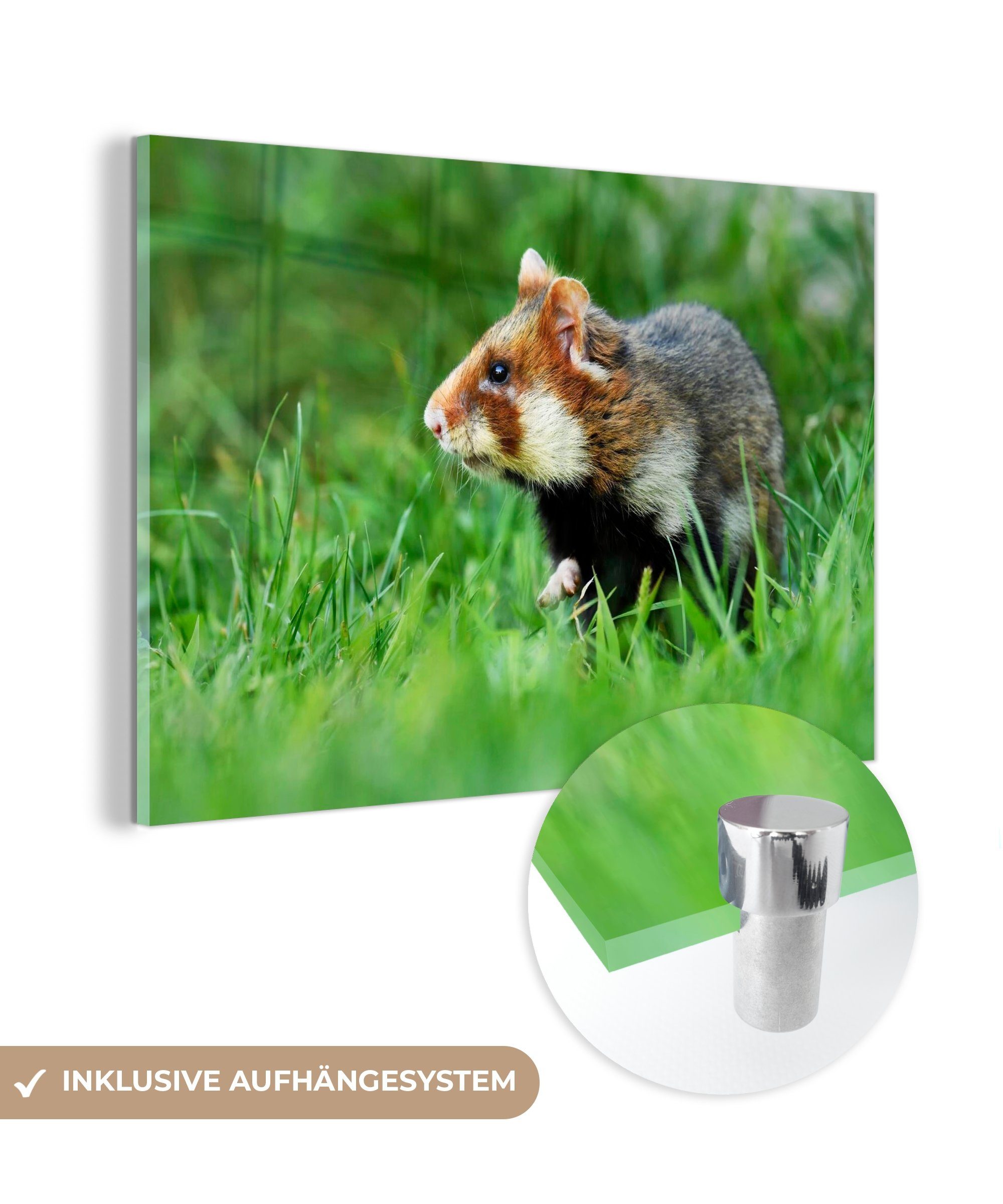 MuchoWow Acrylglasbild Hamster läuft vorsichtig durch ein Grasfeld, (1 St), Acrylglasbilder Wohnzimmer & Schlafzimmer