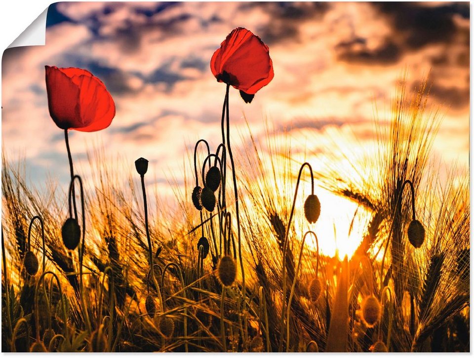 Artland Wandbild Mohnblumen im Sonnenuntergang, Blumen (1 St), als Alubild,  Leinwandbild, Wandaufkleber oder Poster in versch. Größen