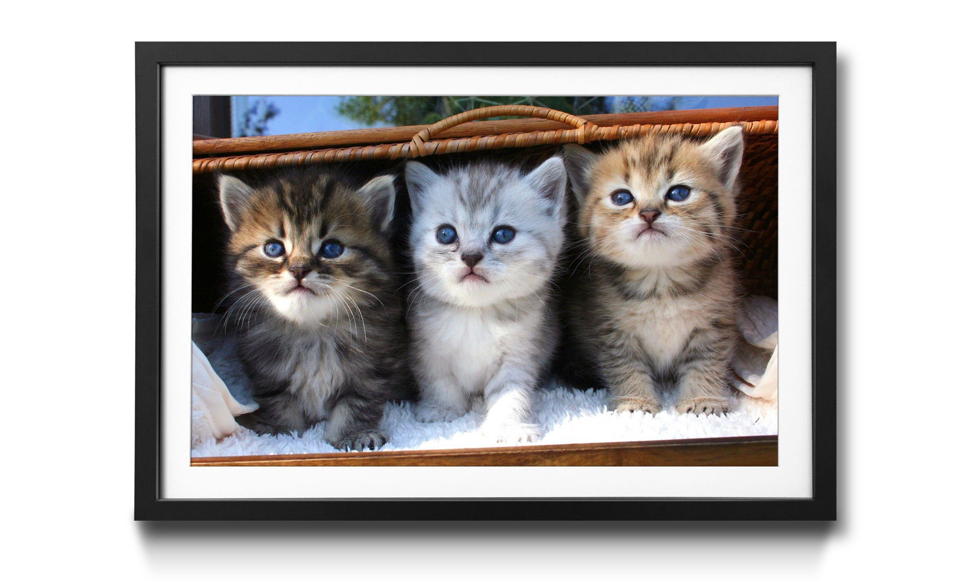 WandbilderXXL Bild mit Rahmen Three Friends, Katzen, Wandbild, in 4 Größen erhältlich | Bilder