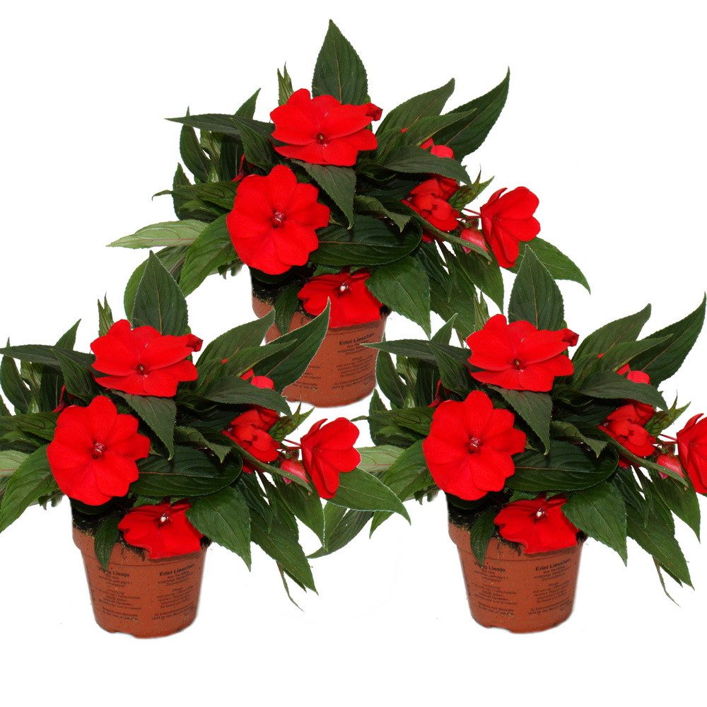 Exotenherz Beetpflanze Edel-Lieschen Impatiens Neu-Guinea ver. Farben 3er Set im 12cm Topf