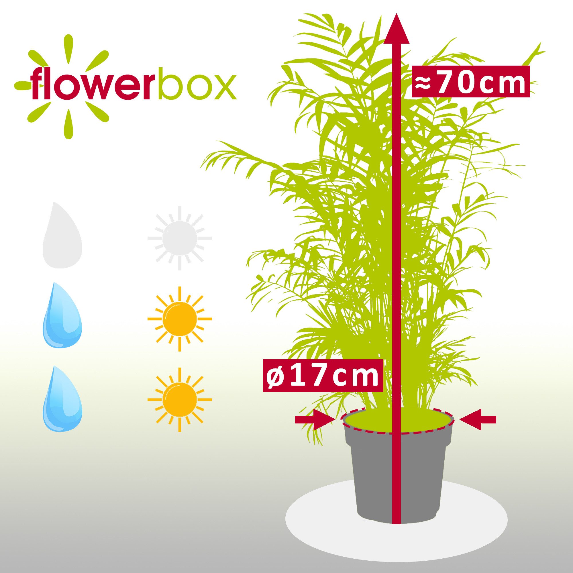 Flowerbox Zimmerpflanze Bergpalme - Chamaedorea elegans, pflegeleicht - Höhe ca. 70 cm, Topf-Ø 17 cm – Bild 4 von 5