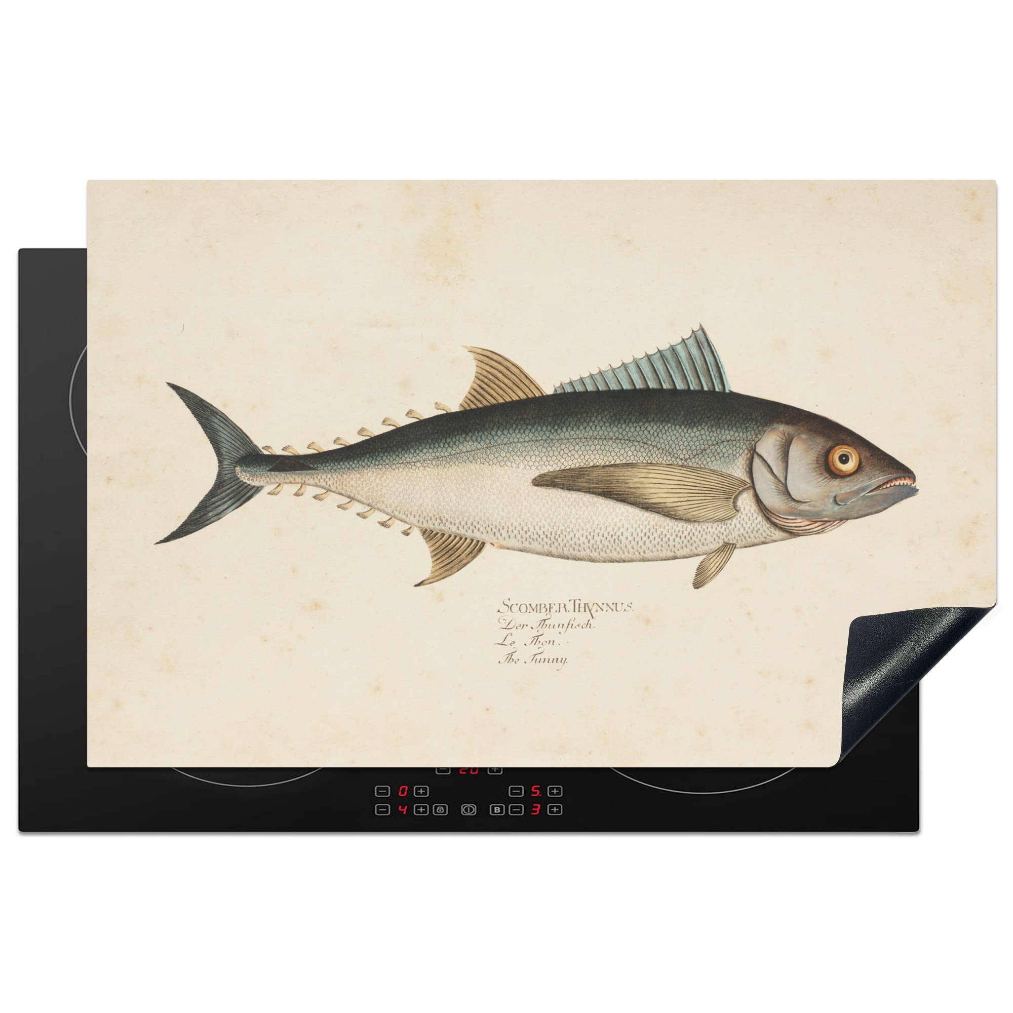MuchoWow Herdblende-/Abdeckplatte Eine alte Illustration eines Fisches, Vinyl, (1 tlg), 81x52 cm, Induktionskochfeld Schutz für die küche, Ceranfeldabdeckung