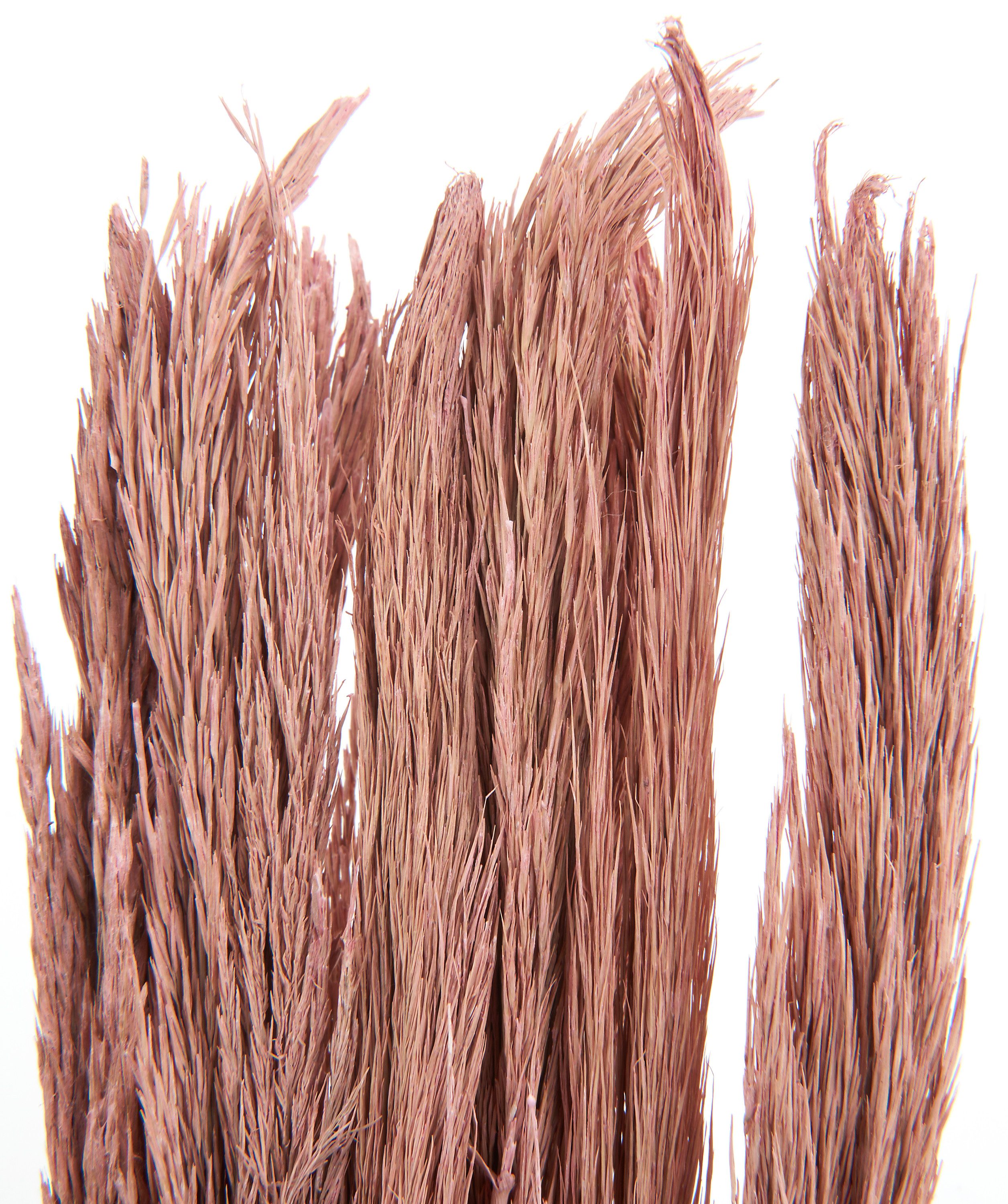 Kunstpflanze Sanmuga Grass, Othmar Decorations, 80 günstig online kaufen