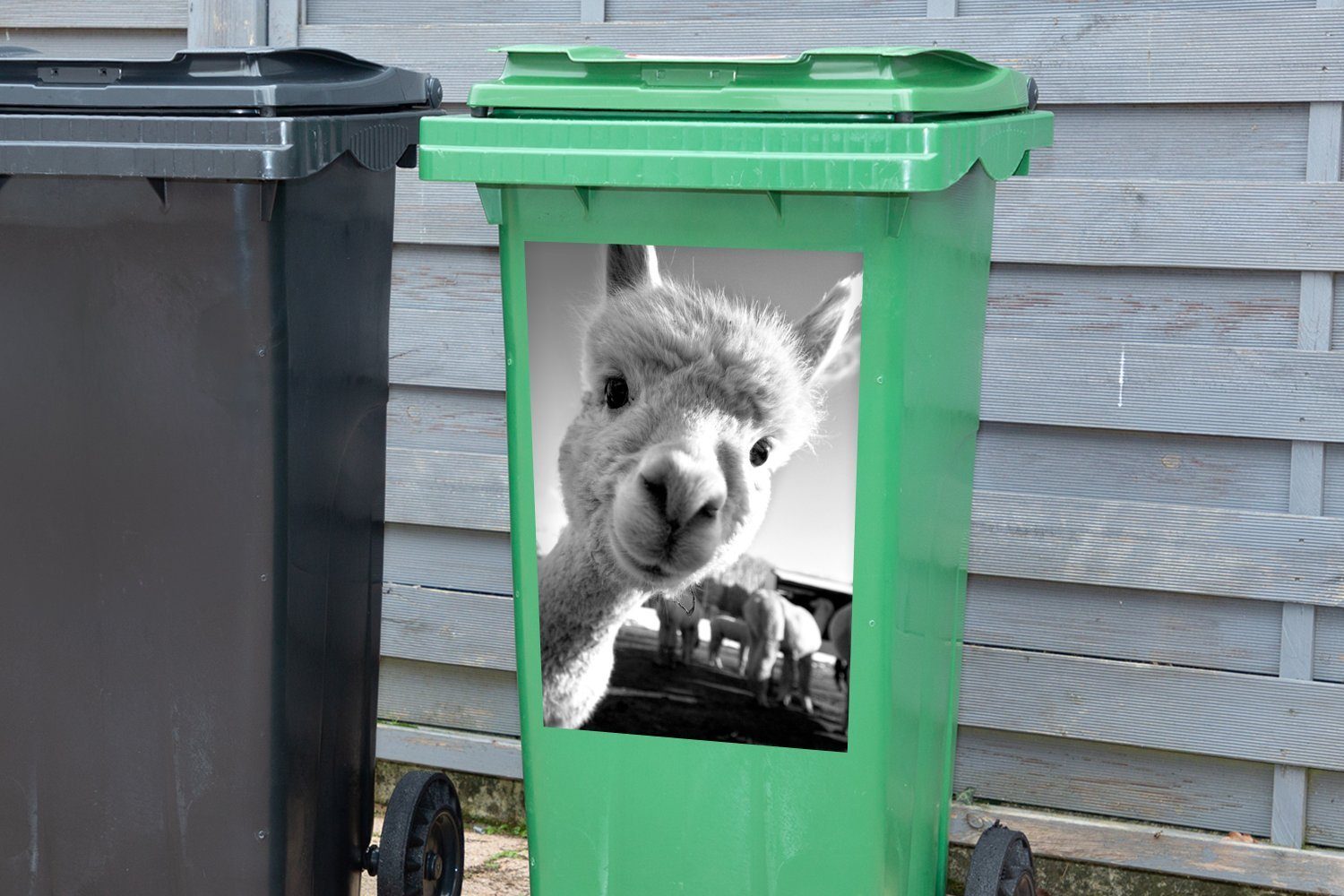 MuchoWow Wandsticker Baby Alpaka schaut schwarz - Mülltonne, Sticker, Abfalbehälter St), in (1 und die weiß Kamera Container, Mülleimer-aufkleber