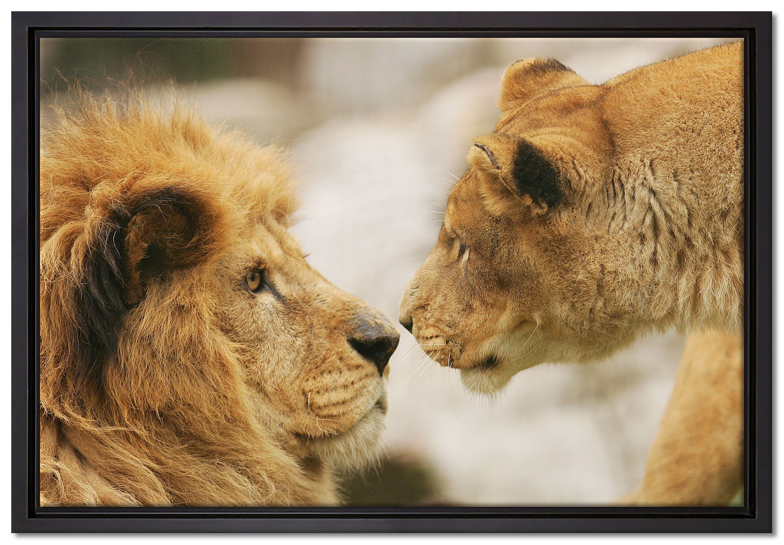 Pixxprint Leinwandbild Verliebtes Löwenpaar, Wanddekoration (1 St), Leinwandbild fertig bespannt, in einem Schattenfugen-Bilderrahmen gefasst, inkl. Zackenaufhänger
