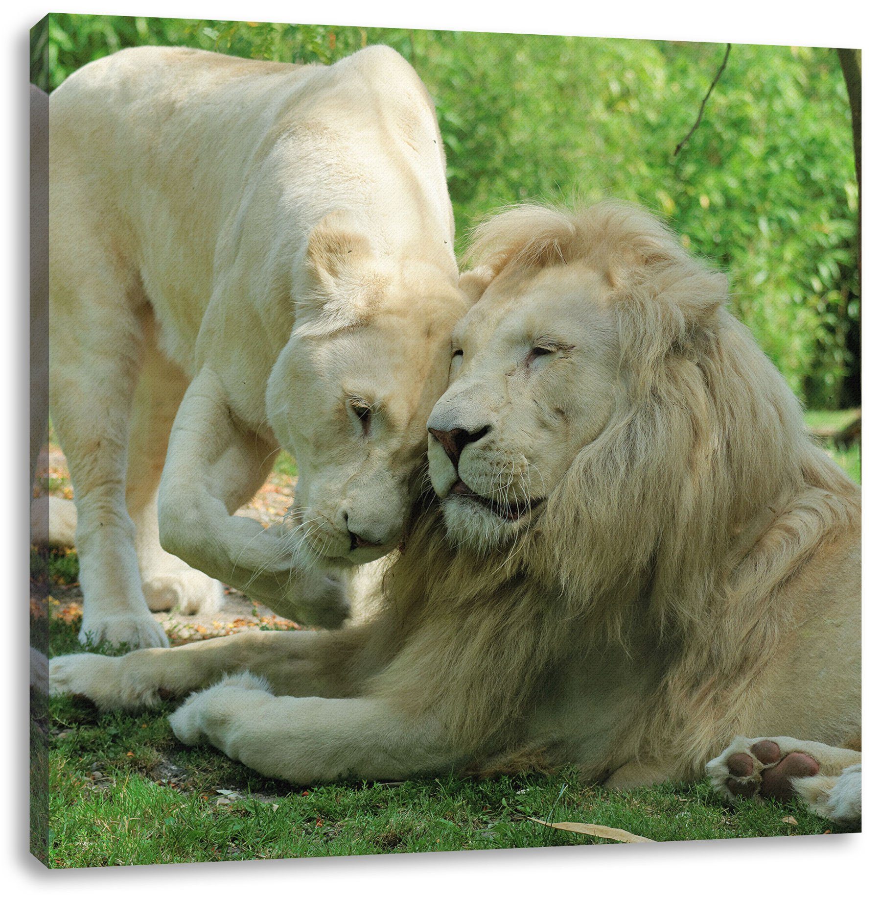 Leinwandbild St), verliebtes bespannt, Leinwandbild (1 inkl. fertig Löwenpaar, Löwenpaar Zackenaufhänger verliebtes Pixxprint
