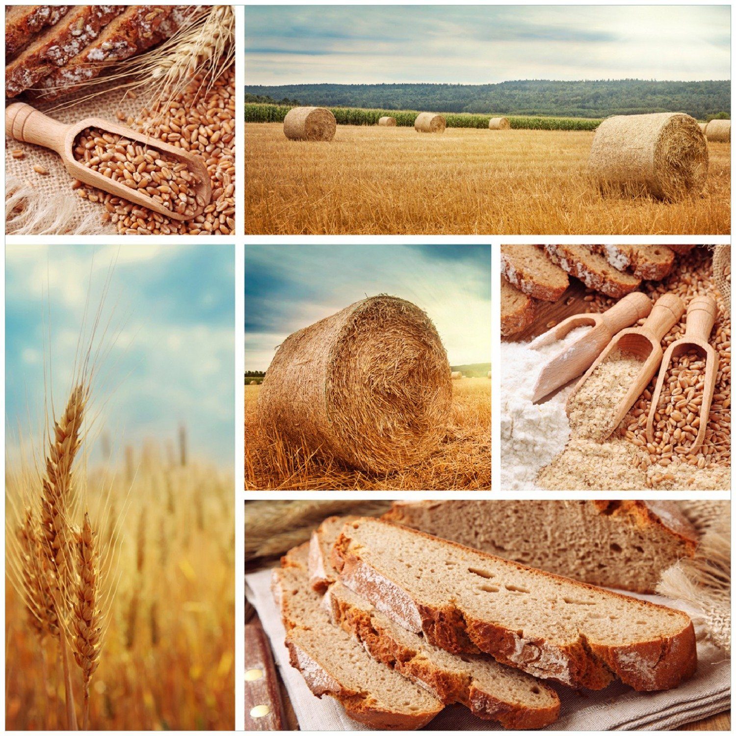 Wallario Memoboard Weizen und Vom Brot Mehl zum Korn