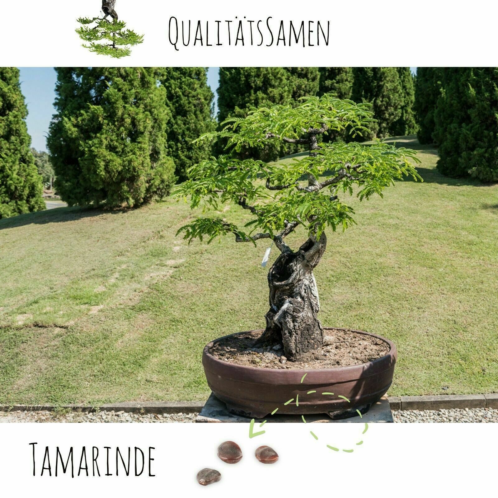 HappySeed Blumensamen Exotische Bonsai Samen mit hoher Keimrate - 5er Set inkl. GRATIS eBook, Bonsai – Bild 5 von 5