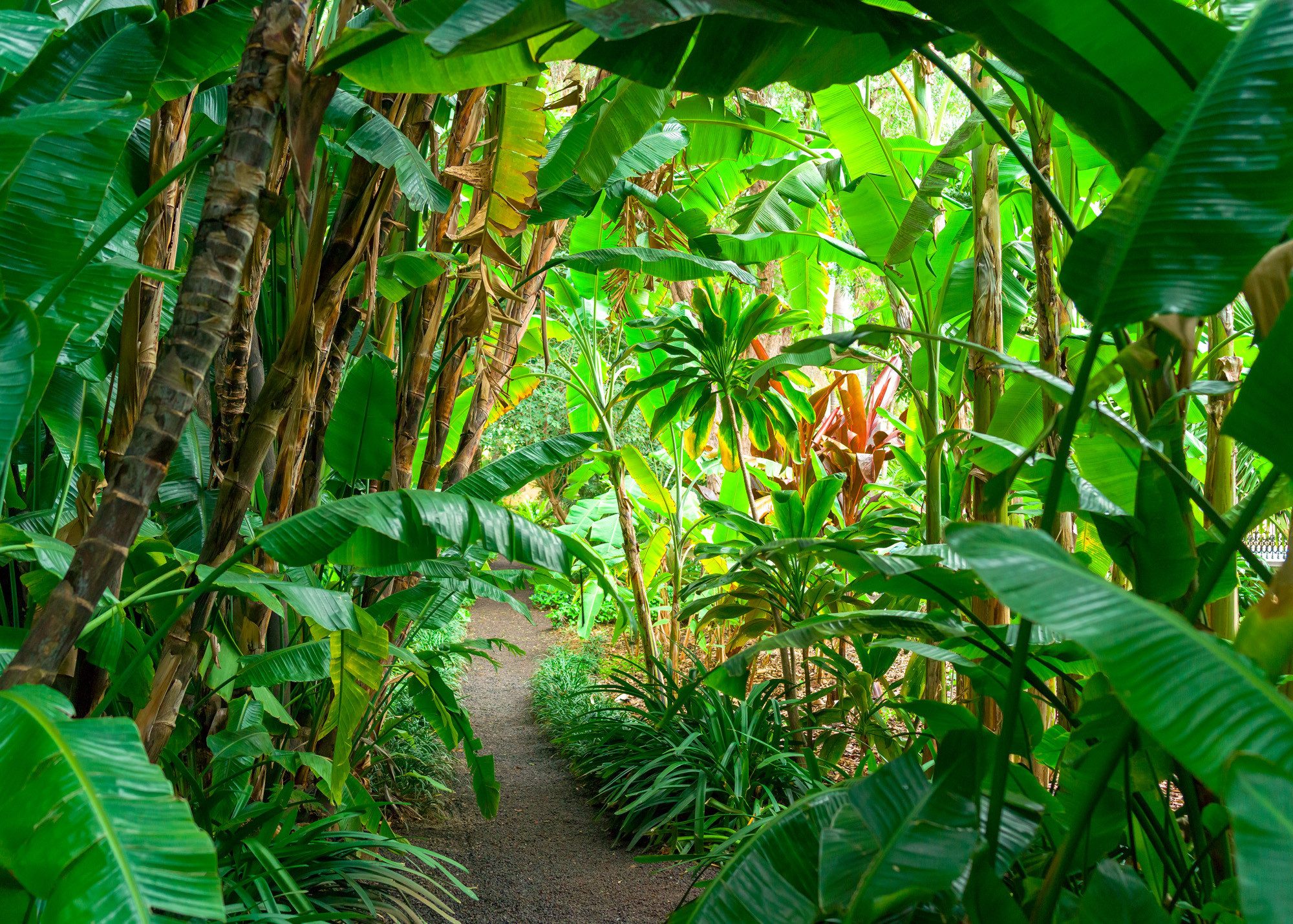 Rasch Fototapete Blätter & Botanisches Muster - Vliestapete Grün, floral, bedruckt, (1 Rolle, 1 St., Kollektion 'Magicwalls' - 2,65 m x 3,71 m), Lichtbeständige Farben - Feucht abwischbar - Restlost abziehbar