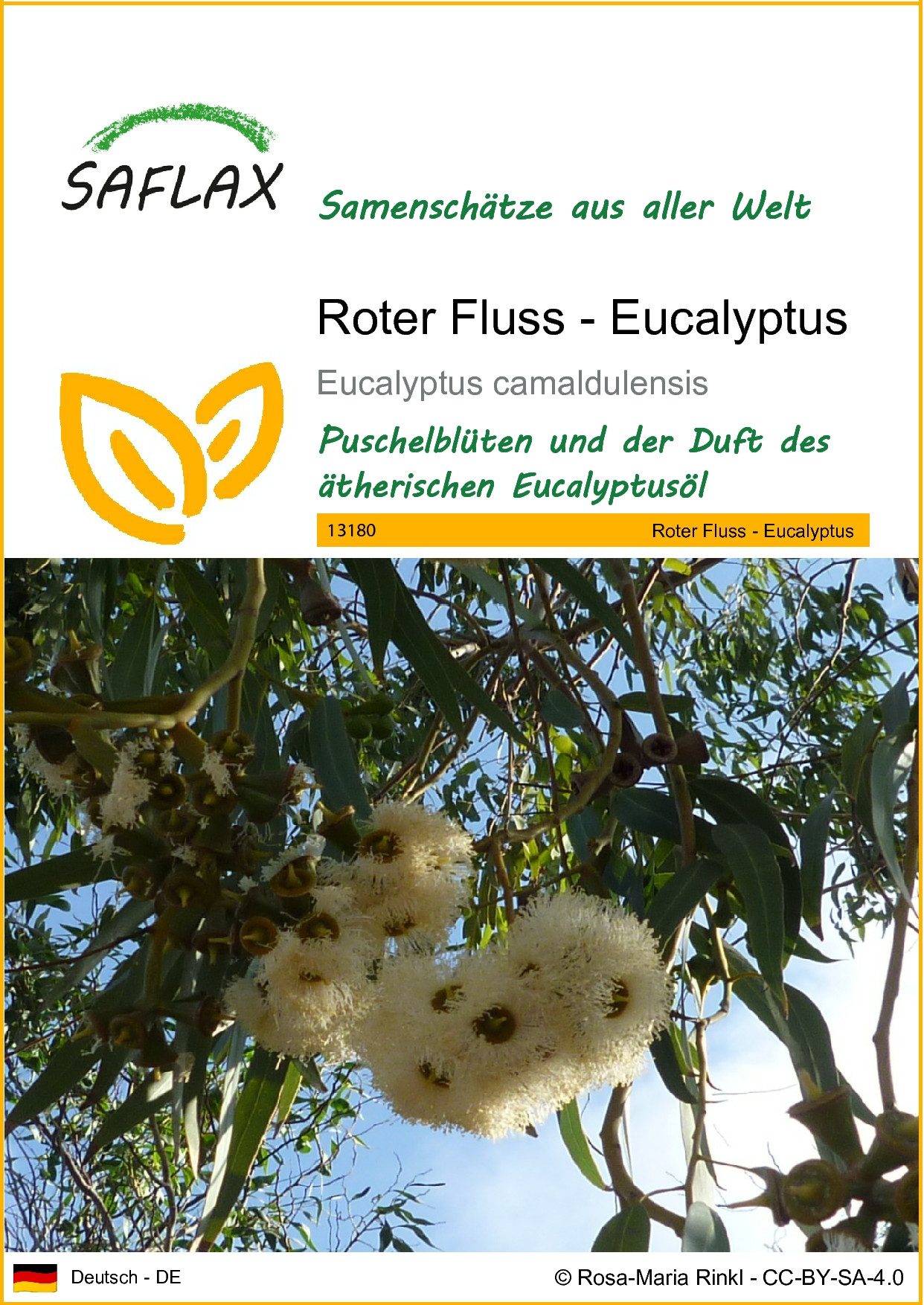 SAFLAX Blumensamen SAFLAX - Samen - Roter Fluss - Eucalyptus
