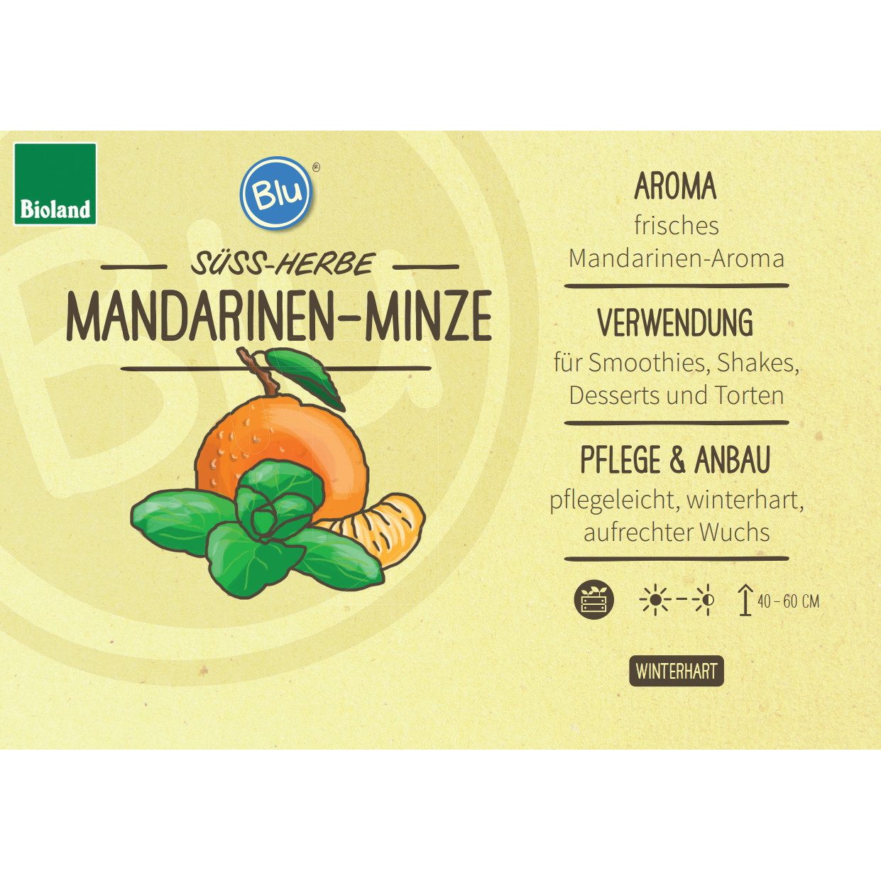 Exotenherz Gewürzkraut Mandarinen-Minze Mentha x piperita Kräuterpflanze 12cm Topf