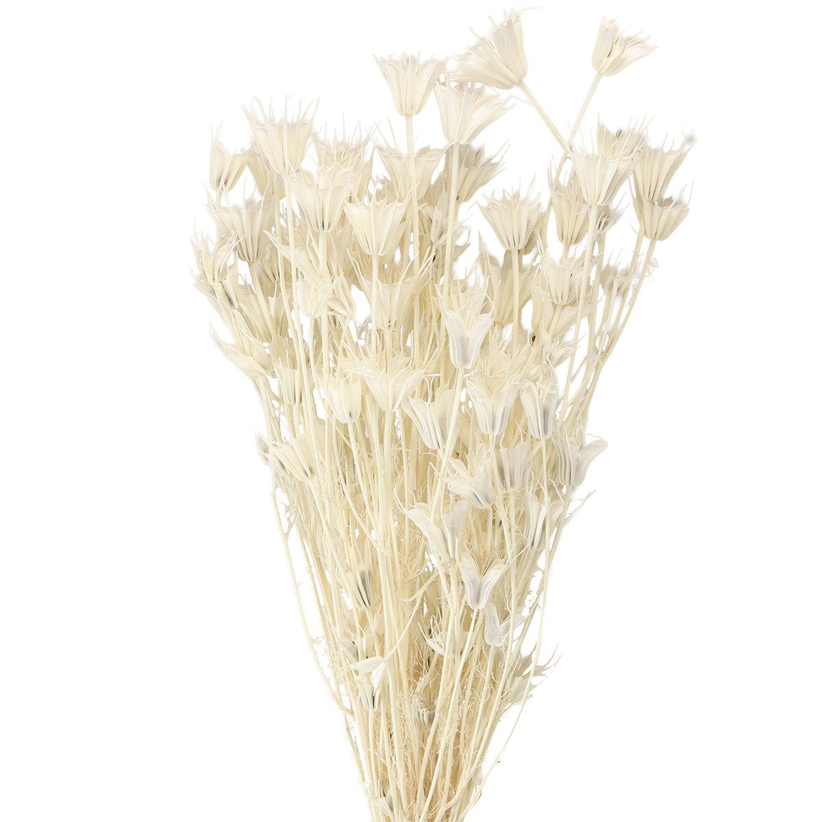 Florists Products Bastelnaturmaterial Trockenblumen Schwarzkümmel Deko Blüten Arrangement
