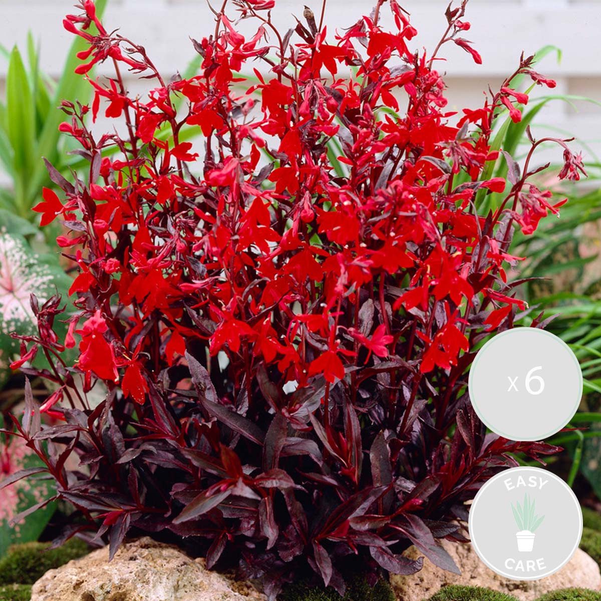 Bloomique Wasserpflanze 6er-Set Lobelia Queen Victoria, Lobelie, 10-20 cm, Topf 9 cm, 6 St.