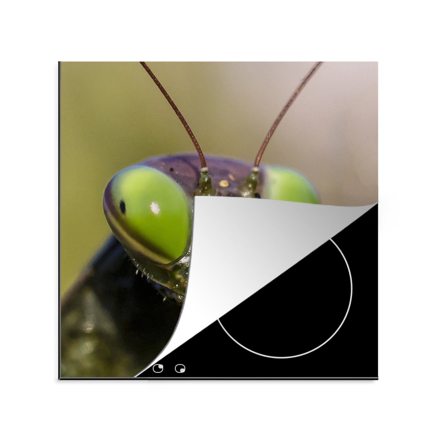 MuchoWow Herdblende-/Abdeckplatte Grashüpfer - Insekt - Tiere, Vinyl, (1 tlg), 78x78 cm, Ceranfeldabdeckung, Arbeitsplatte für küche