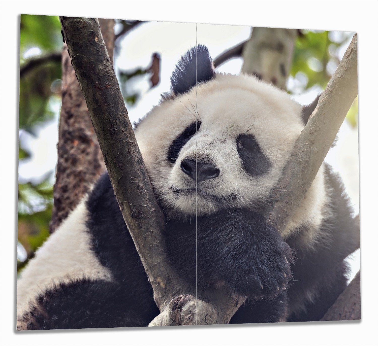 5mm Baum, Panda tlg., Größen (Glasplatte, Schlafender einem inkl. Wallario 2 Noppen), in Herd-Abdeckplatte ESG-Sicherheitsglas, verschiedene