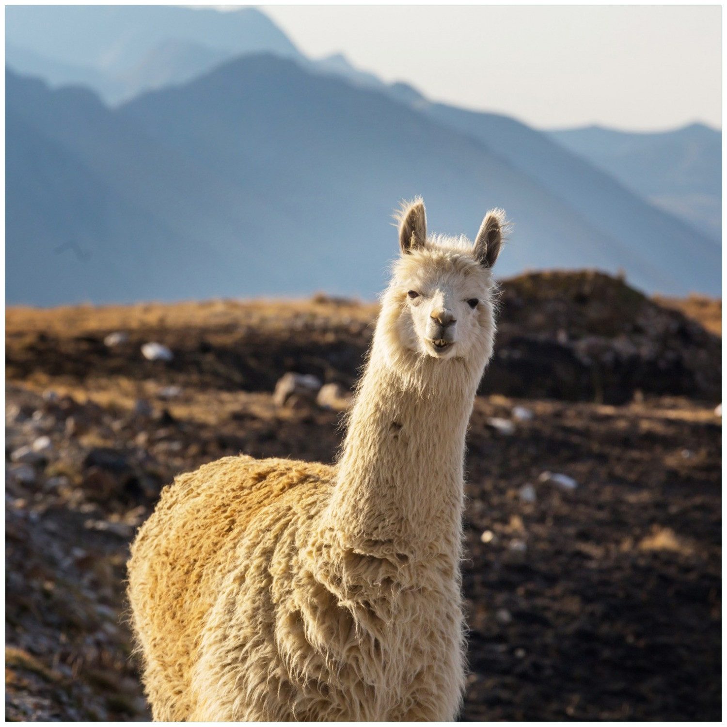 Wallario Möbelfolie Alpaka vor Bergkulisse