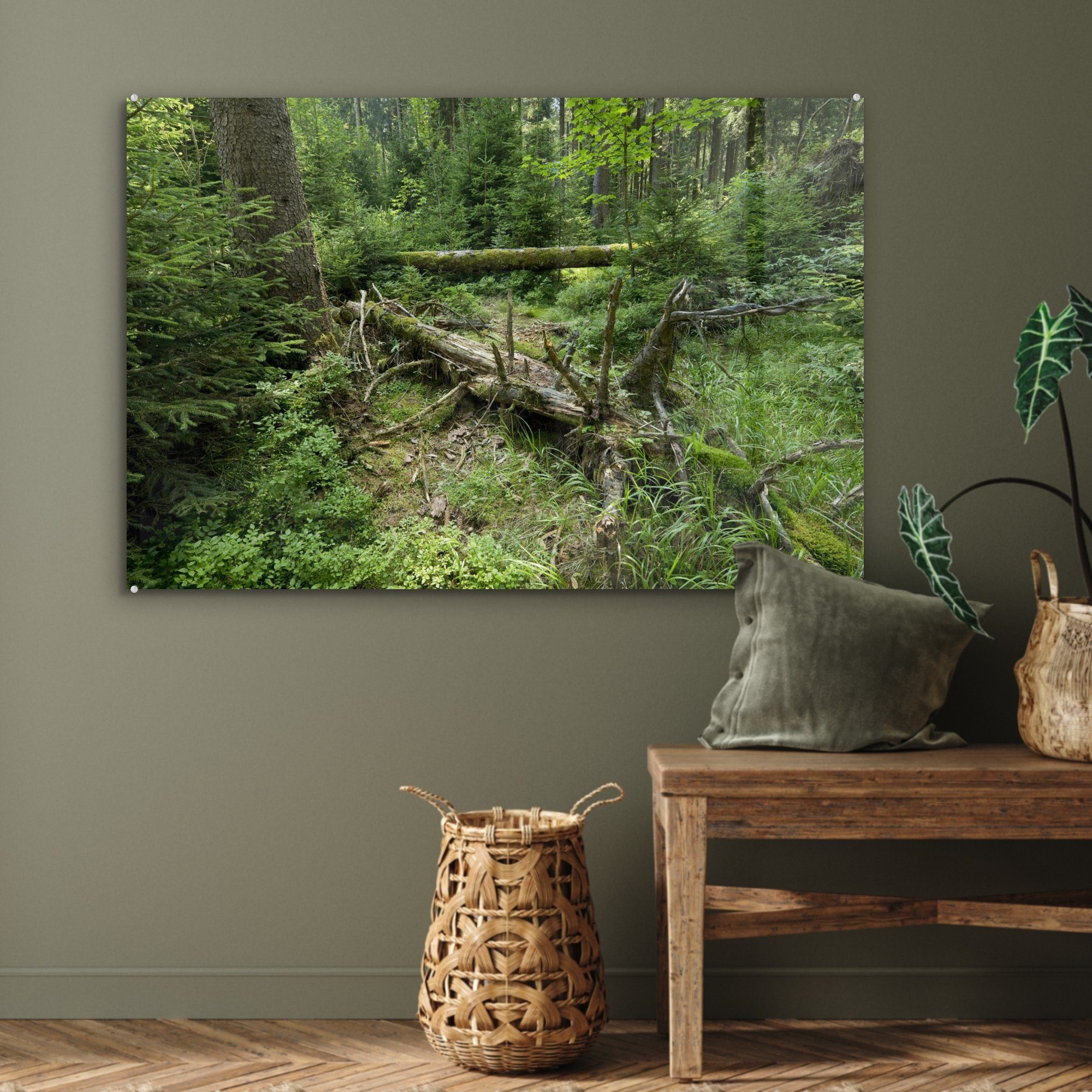 des Wohnzimmer Nationalparks Baum im & (1 St), Deutschland, Harz, Acrylglasbild Schlafzimmer Alter fällt MuchoWow Acrylglasbilder grünen Wald