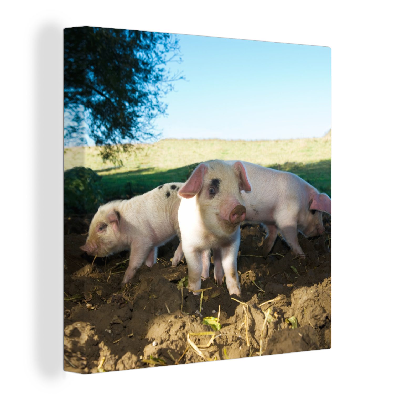 OneMillionCanvasses® Leinwandbild Schweine - Tiere - Landschaft, (1 St), Leinwand Bilder für Wohnzimmer Schlafzimmer