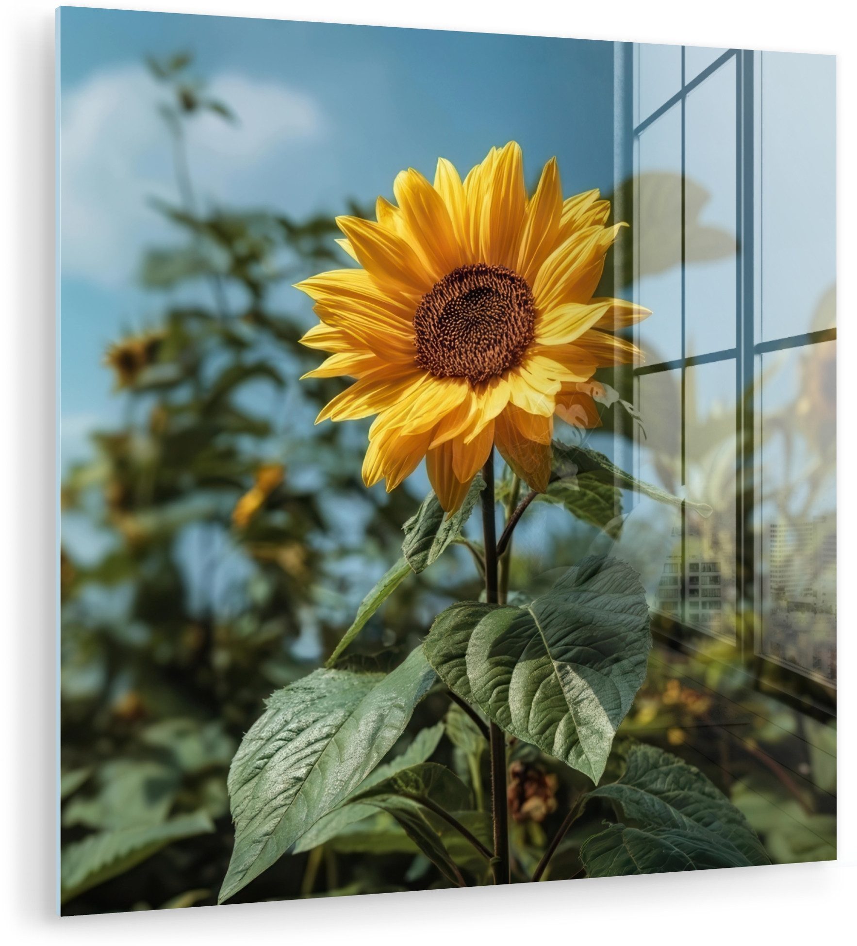 MuchoWow Acrylglasbild Sonnenblumen - Strahlend blauer Himmel - Gras, Inkl. Aufhängung, Bilder auf Glas Wandbild, Wanddeko Wohnzimmer Badezimmer, 20x20 cm