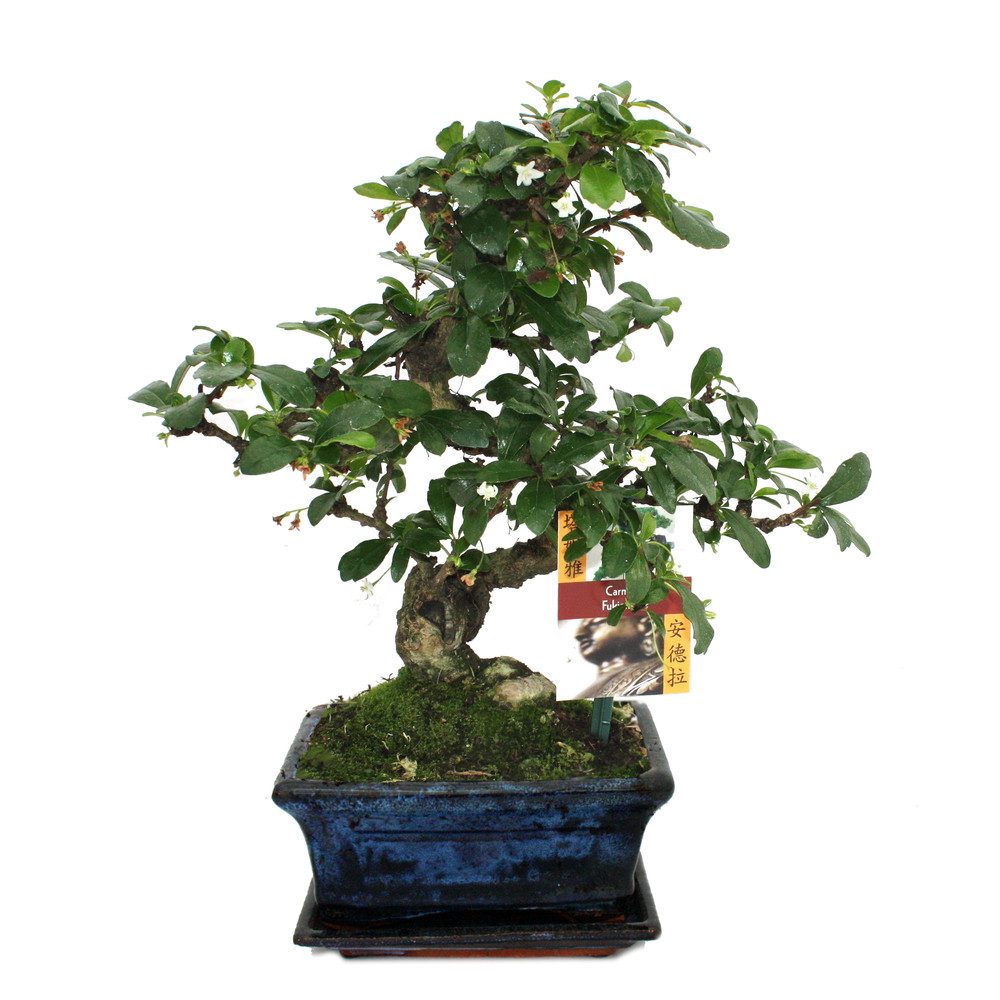 Exotenherz Zimmerpflanze Bonsai Fukientee - Carmona microphylla - ca. 6 Jahre
