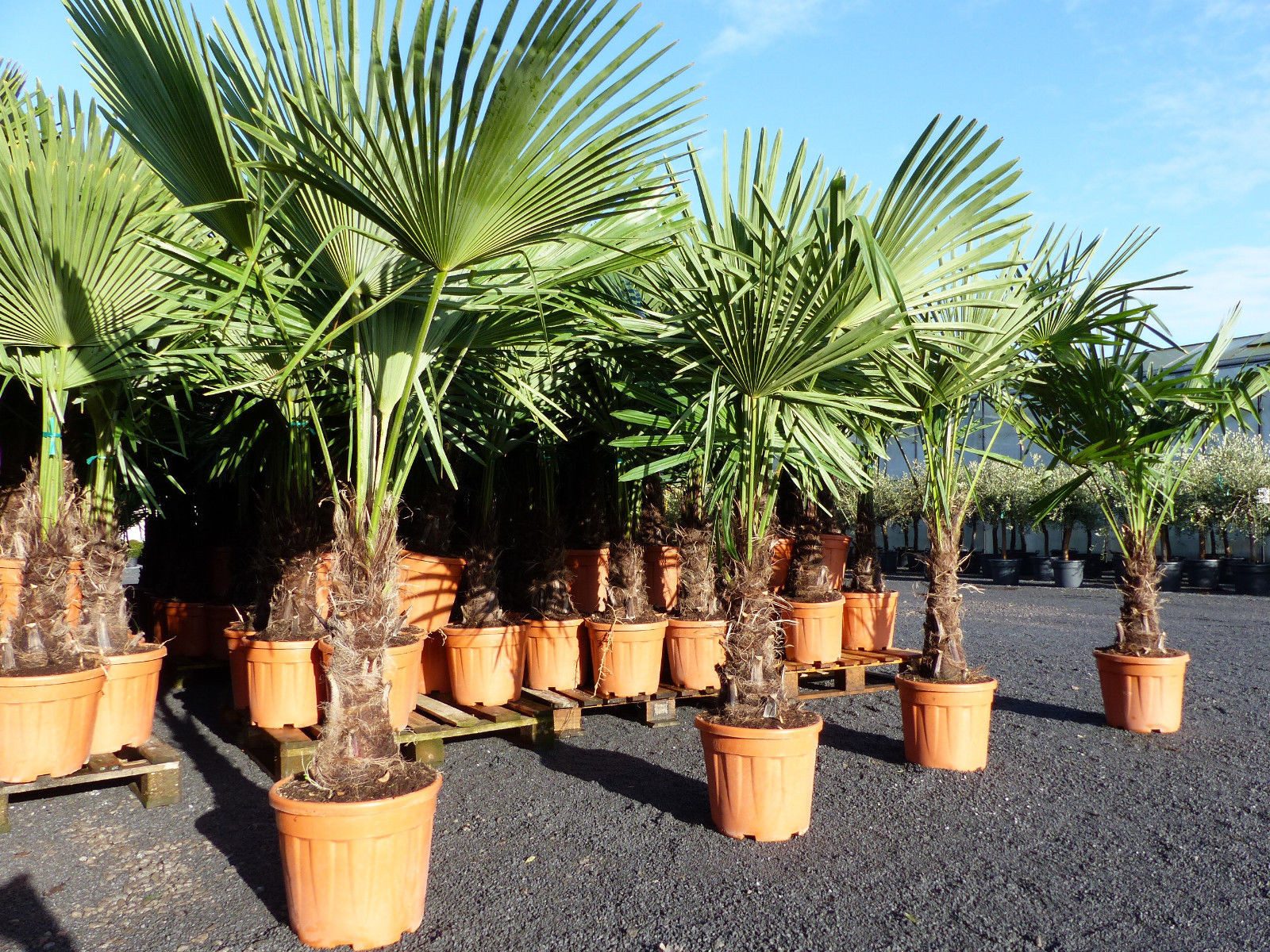 gruenwaren jakubik Baum XXL Palme winterhart 140 - 160 cm Trachycarpus fortunei, Hanfpalme