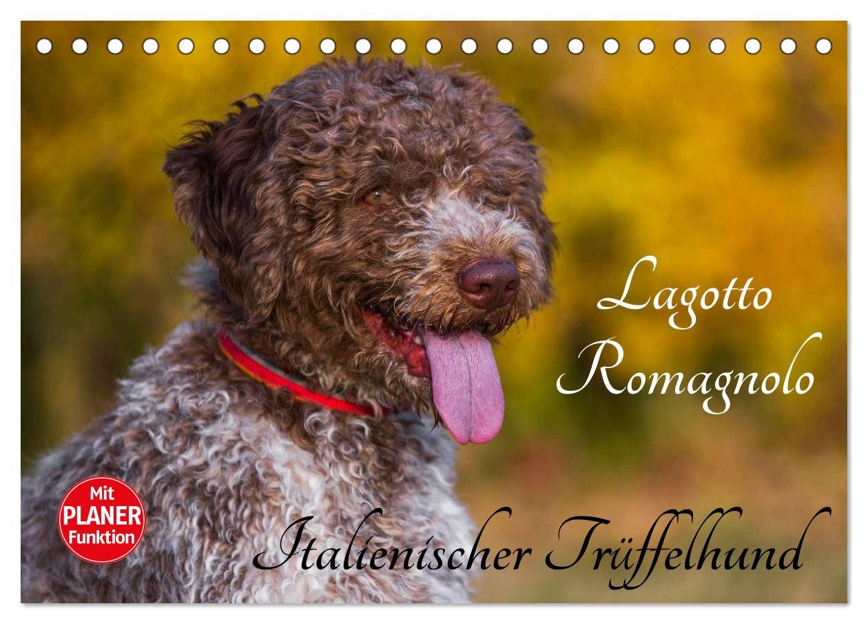 CALVENDO Wandkalender Lagotto Romagnolo - Italienischer Trüffelhund (Tischkalender 2026 DIN