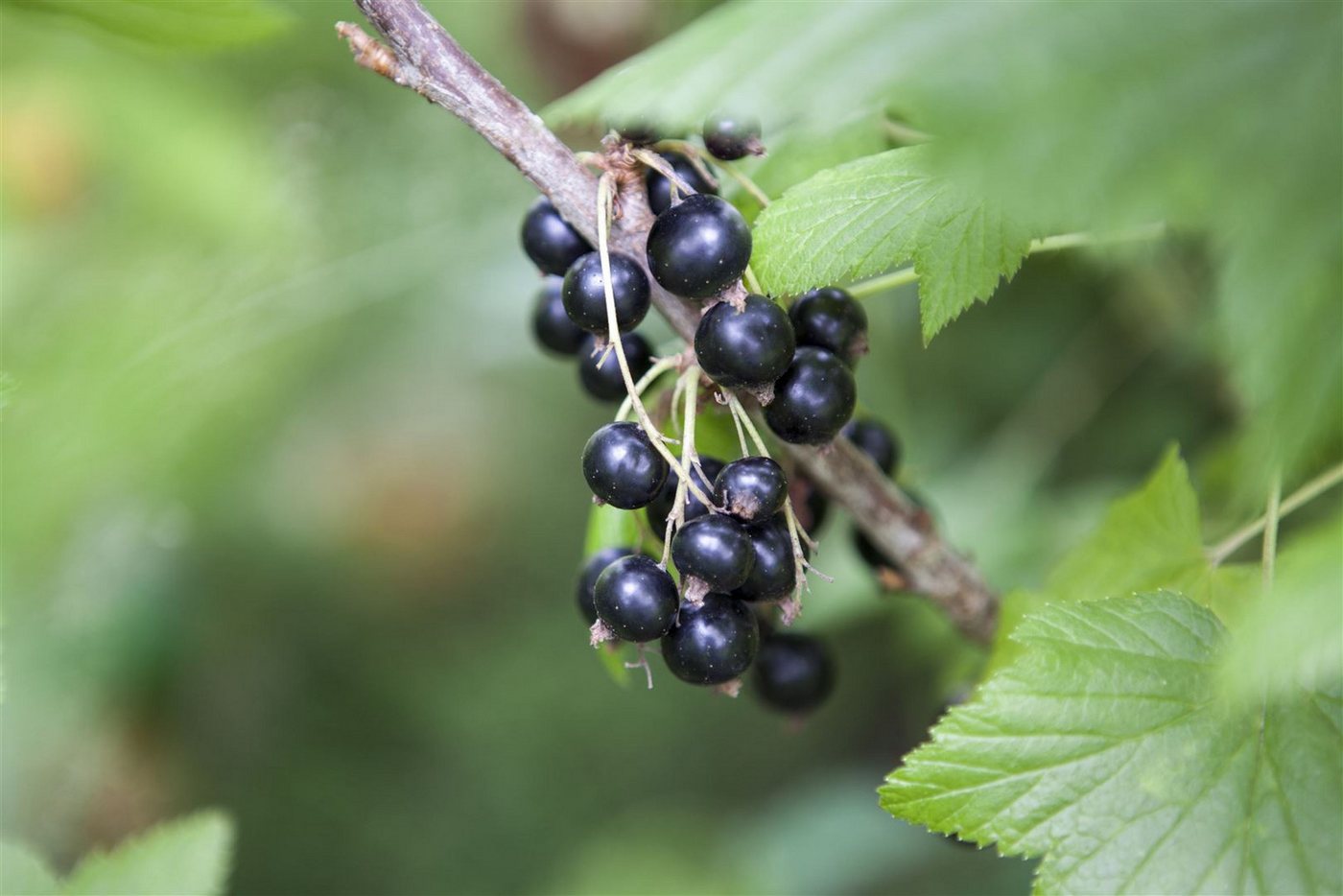 Thumbnail - Pflanzen für Dich Obstpflanze Ribes nigrum Ben Sarek