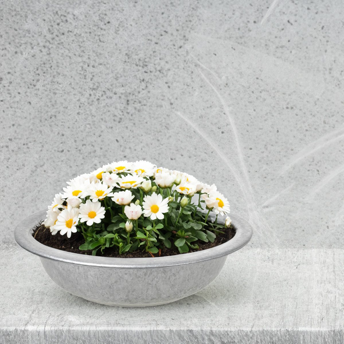 matches21 HOME & HOBBY Blumentopf Zinkwanne Zink-Schale als runde Pflanzschale Deko-Schale 35 x 9,5 cm (1 St), Metall-Schale als Garten Pflanzkübel Blumenschale für draußen