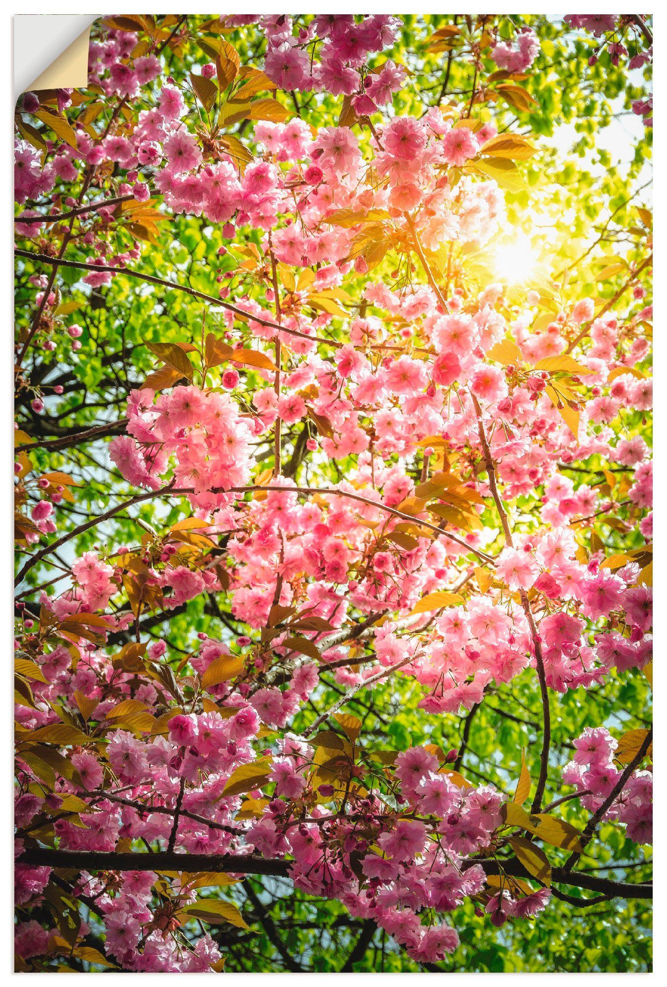 Artland Wandbild Japanische Kirschblüte, in (1 Jahreszeiten Größen Wandaufkleber versch. als Vier Leinwandbild, Alubild, oder St), Poster