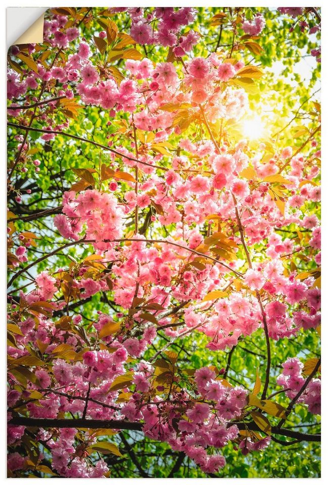 Kirschblüte, Poster Wandaufkleber versch. Artland St), Jahreszeiten oder in Leinwandbild, Vier Alubild, (1 Größen Japanische als Wandbild