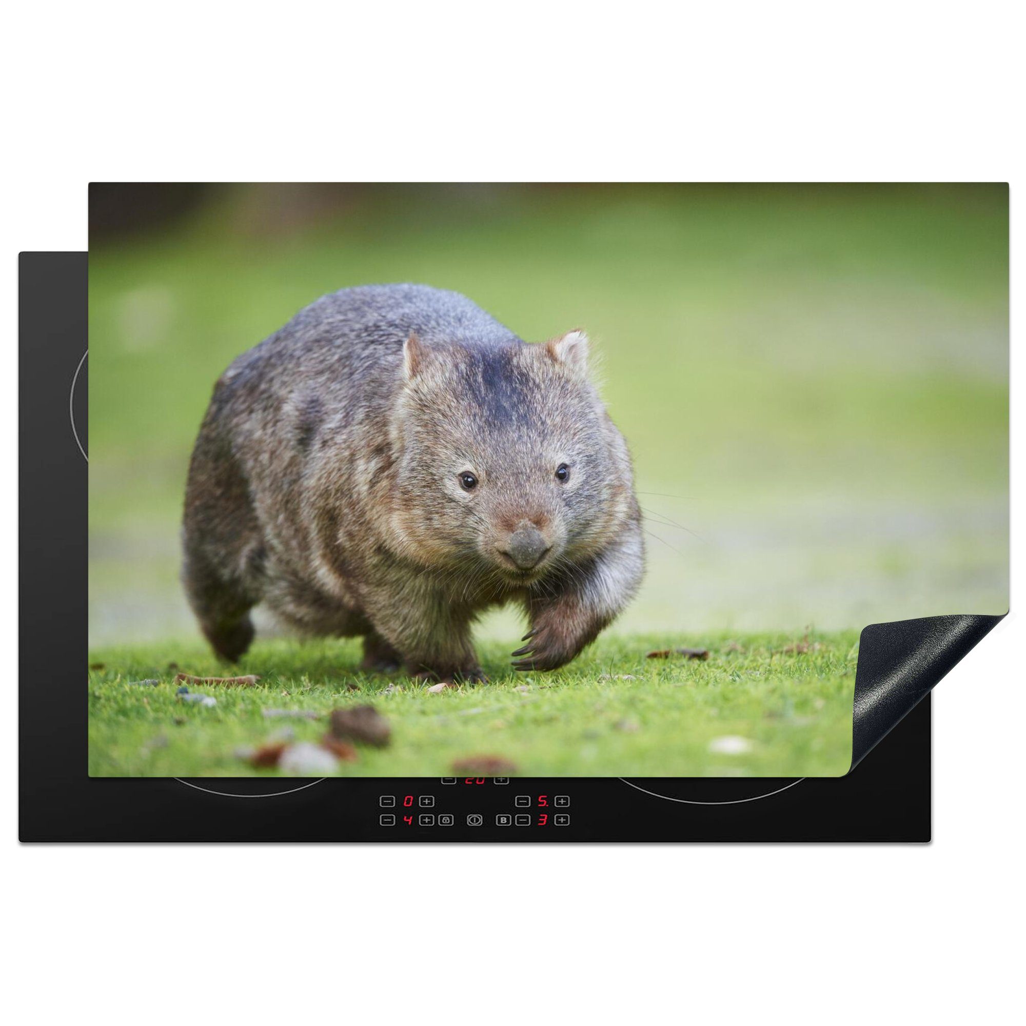 MuchoWow Herdblende-/Abdeckplatte Ein Wombat spielt auf einer Wiese, Vinyl, (1 tlg), 81x52 cm, Induktionskochfeld Schutz für die küche, Ceranfeldabdeckung