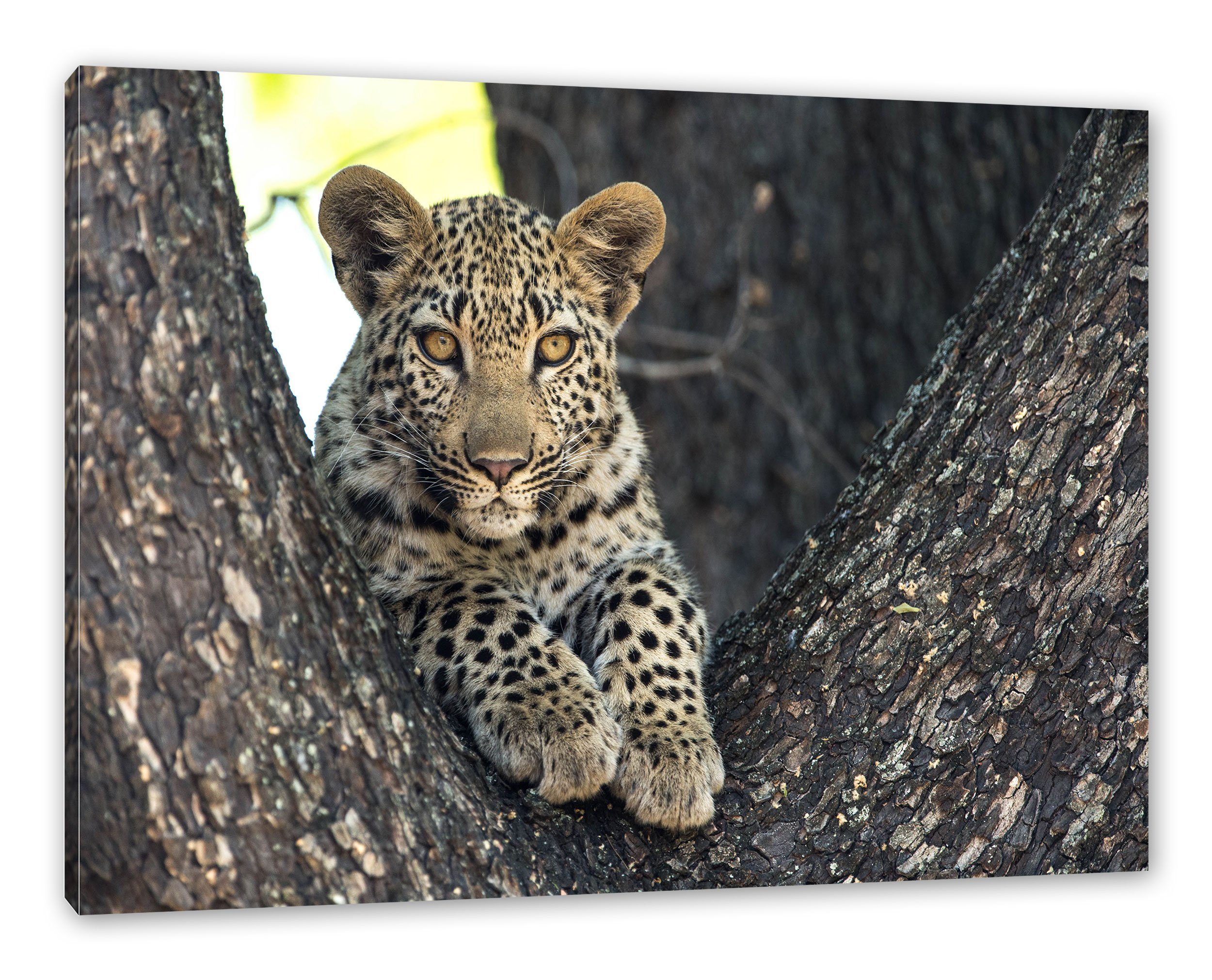 Pixxprint Leinwandbild Leopardenbaby, Leopardenbaby (1 St), Leinwandbild fertig bespannt, inkl. Zackenaufhänger