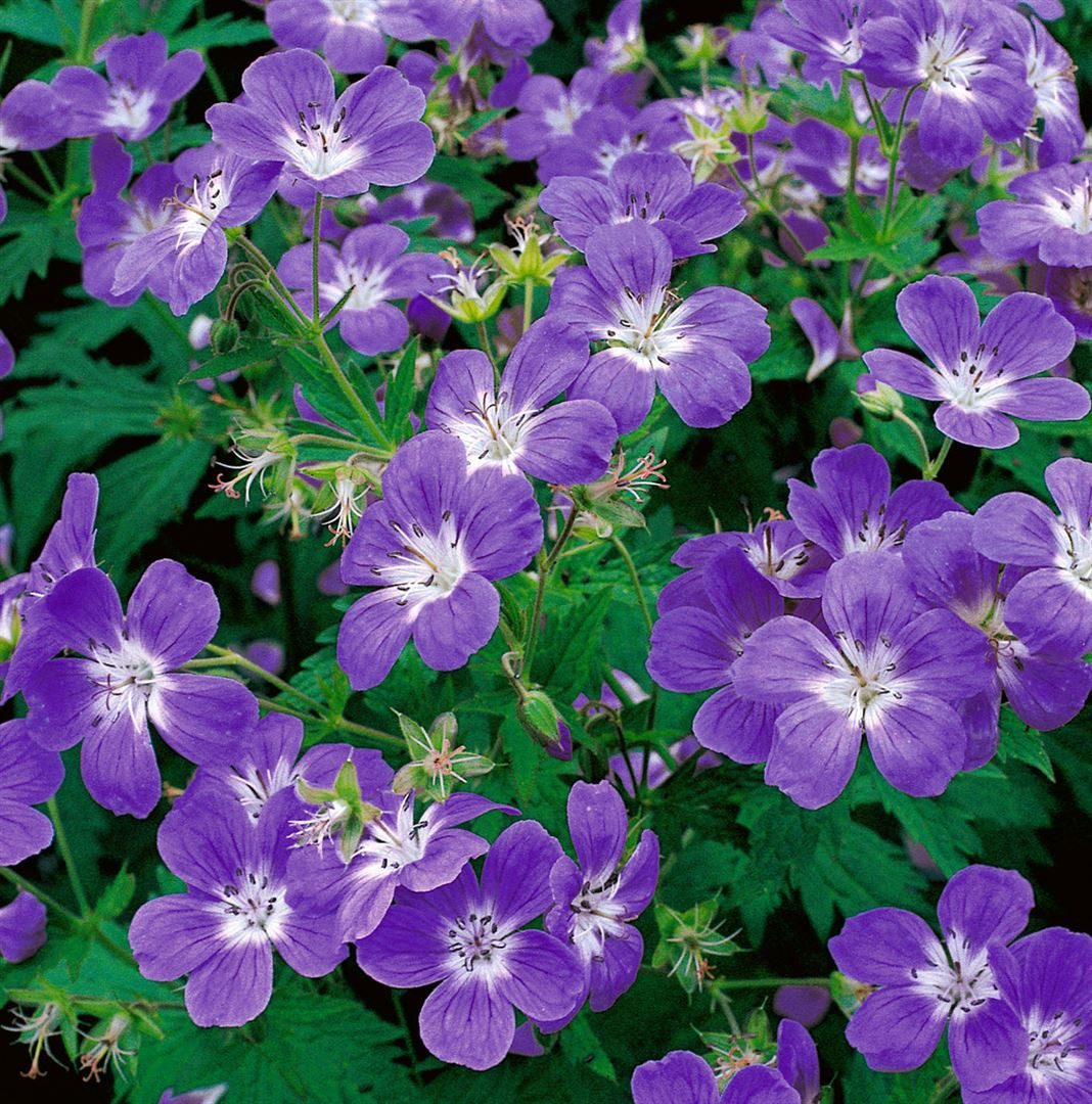 Pflanzen für Dich Staude Geranium sylvaticum, 1 St., Wald-Storchschnabel, W günstig online kaufen