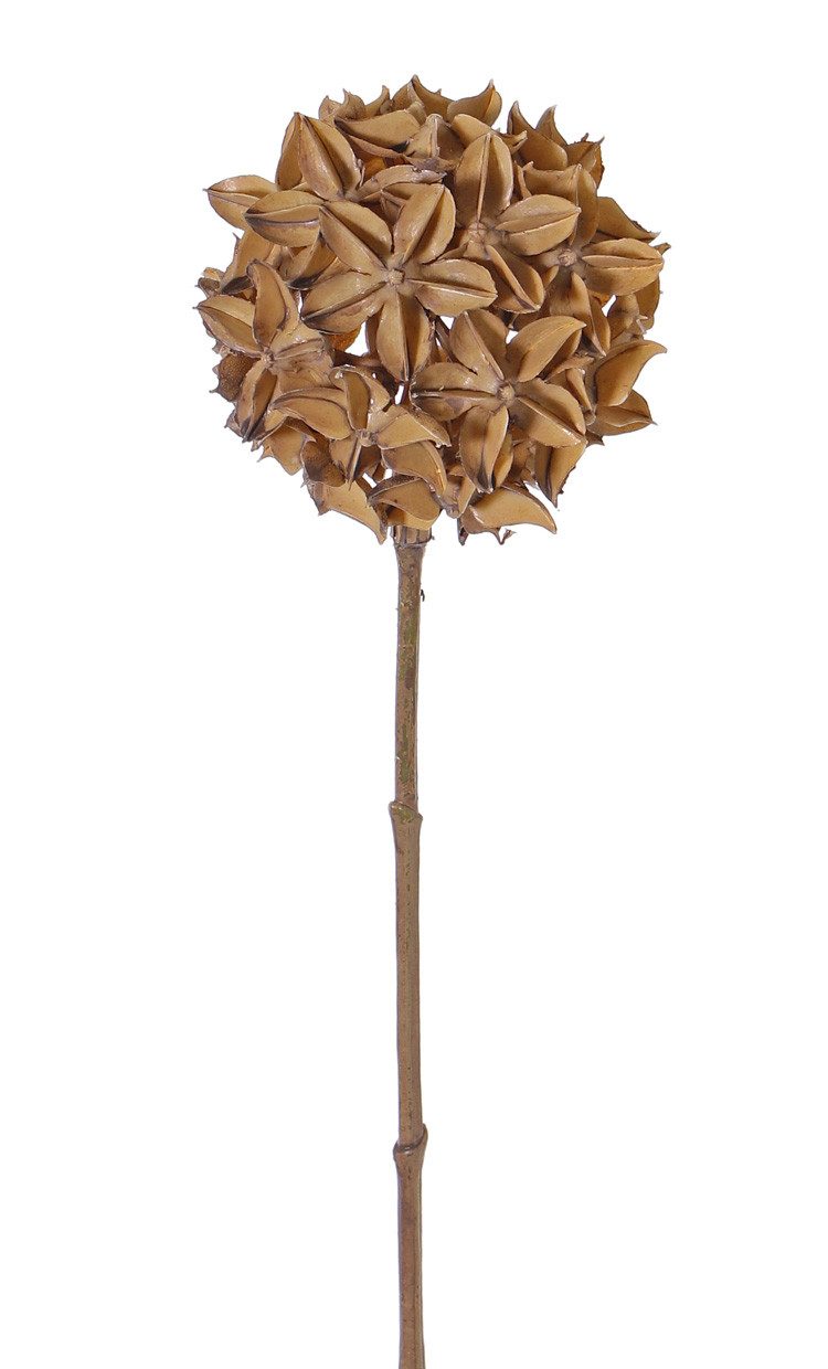 Trockenblume Sternaniszweig CATBERT, Hellbraun, 70cm, Ø10cm, INNA-Glas