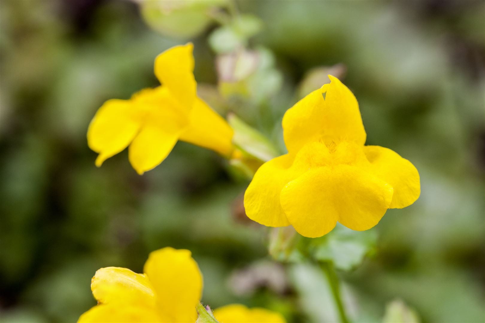 Pflanzen für Dich Staude Mimulus luteus, 1 St., Gelbes Gauklerblümchen, Gelbe Gauklerblume