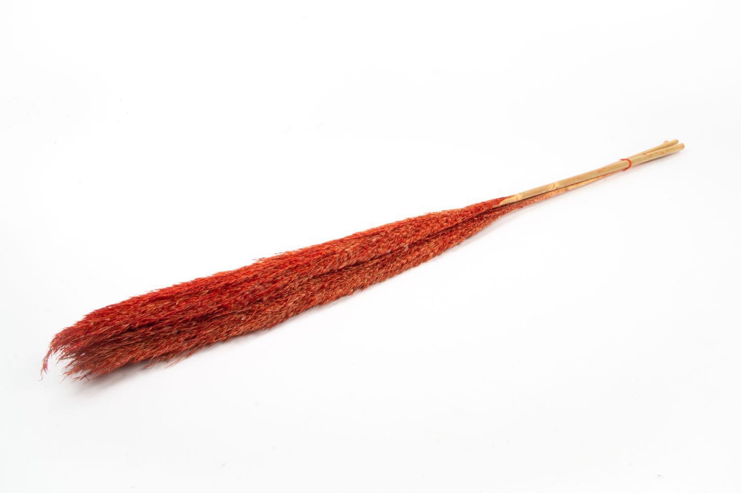 Trockenblume Schilf getrocknet DONJETA, rot, 115-120cm, Ø15cm, INNA-Glas, Höhe 120.0 cm