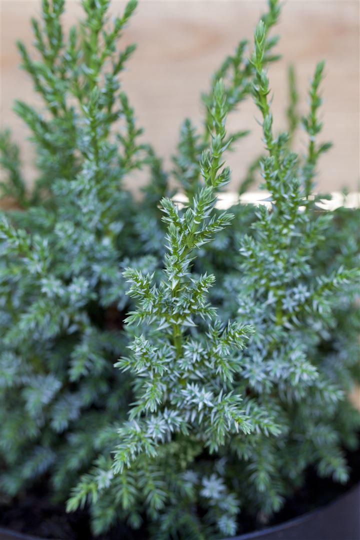 Pflanzen für Dich Konifere Juniperus squamata Loderi, 1 St., Chinesischer Wacholder, Blauer Zwergwacholder, blaugrün, kriechend