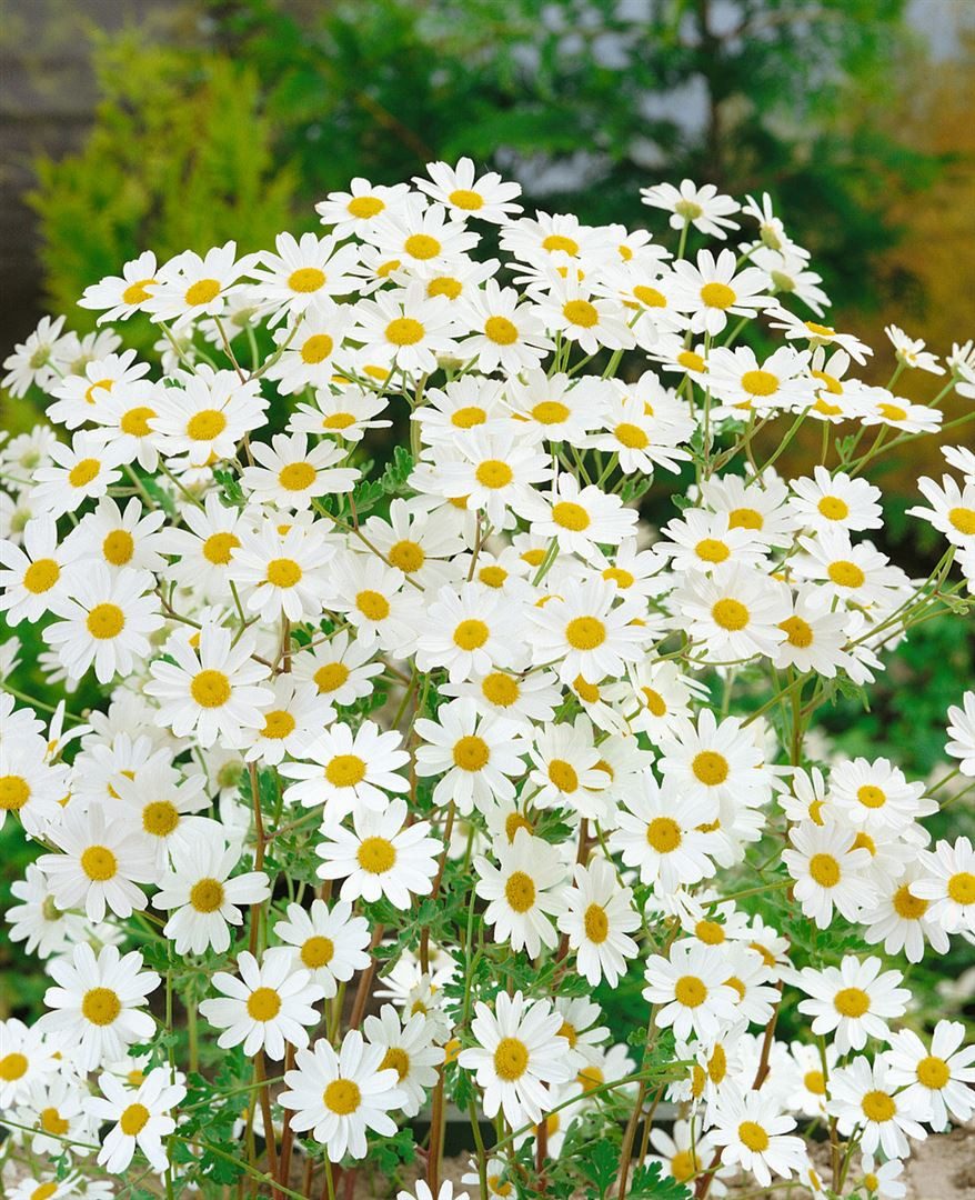 Pflanzen für Dich Staude Tanacetum niveum Jackpot, 1 St., Silber-Garbe, Schnee-Garbe