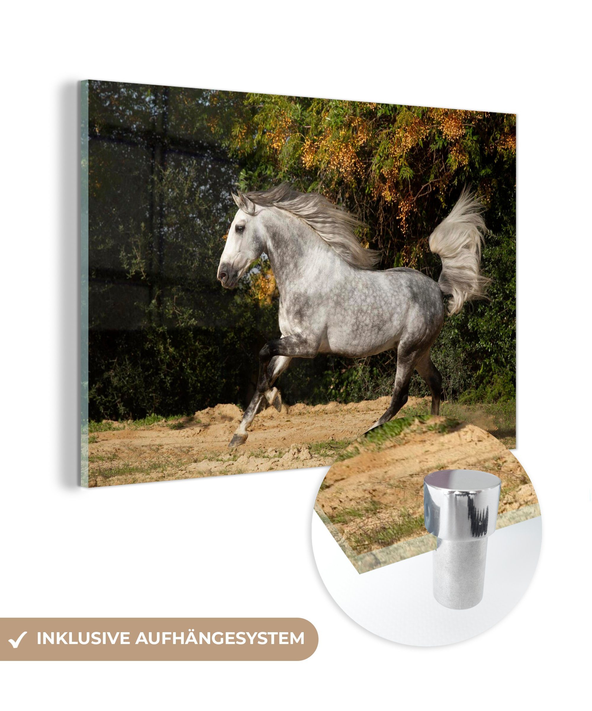 MuchoWow Acrylglasbild Pferd - Weiß - Andalusier - Gras, (1 St), Acrylglasbilder Wohnzimmer & Schlafzimmer