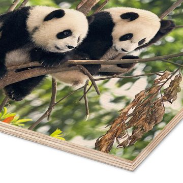 Posterlounge Holzbild Tony Camacho, Junge Pandas in einem Baum, Fotografie