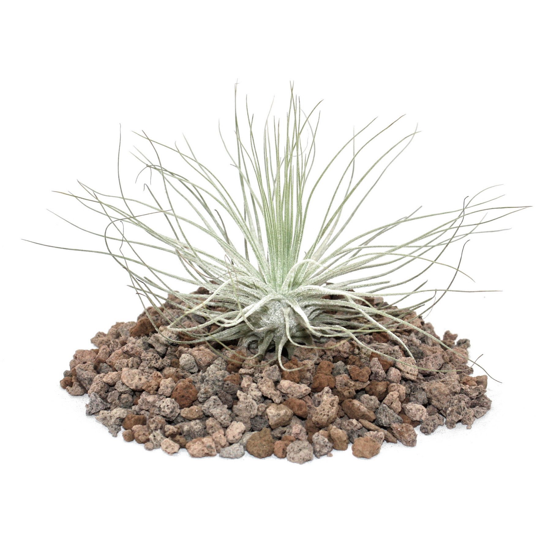 Exotenherz Zimmerpflanze Tillandsia magnusiana - lose Pflanze