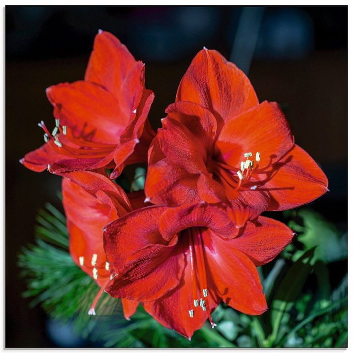 Artland Glasbild rote Amaryllis Blumen (1 St) in verschiedenen Größen