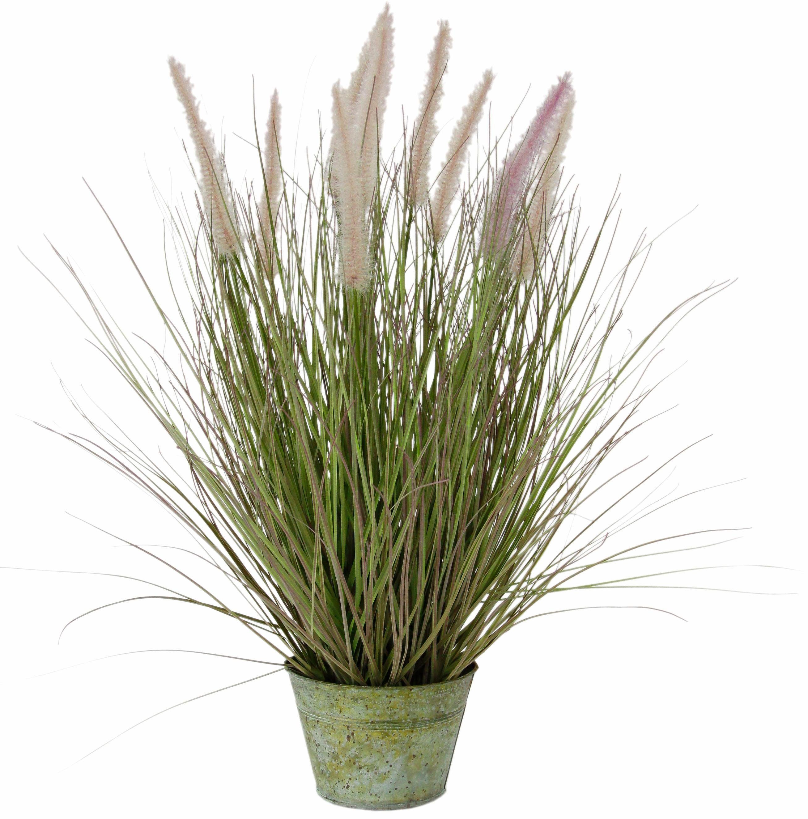 Kunstpflanze Fuchsschwanzgras Fuchsschwanzgras, I.GE.A., Höhe 55 cm günstig online kaufen