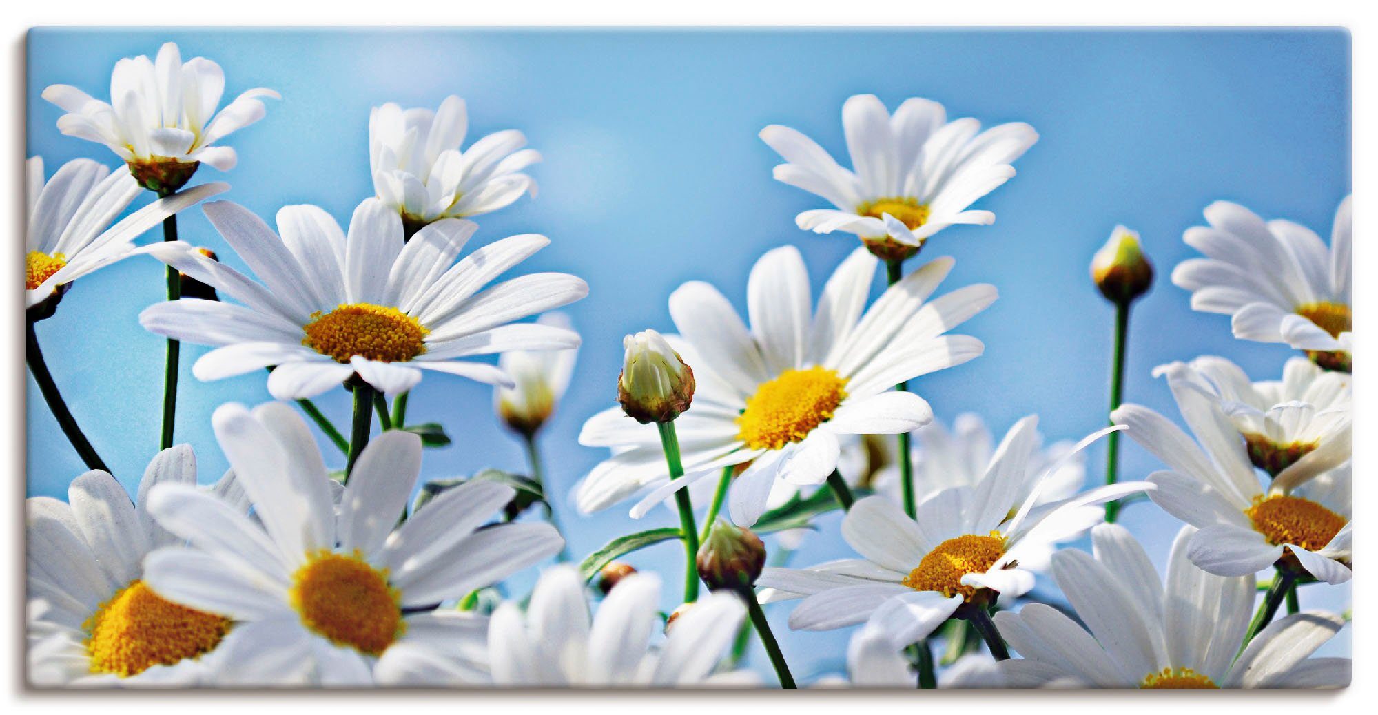 Artland Leinwandbild Blumen - Margeriten, Blumen (1 St), auf Holzrahmen gespannt